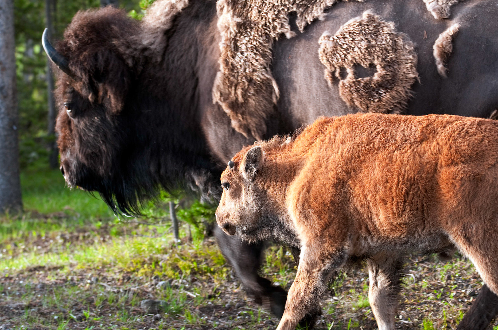 Norris Mother and Calf - Yellowstone National Park, Wyoming