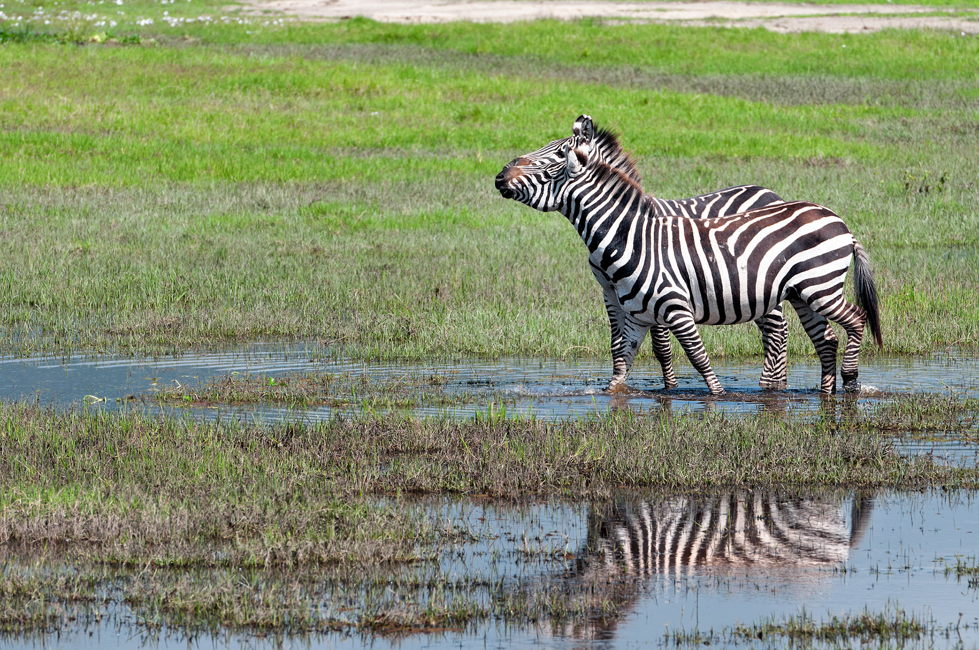 Zebra Reflections - Ngorongoro Crater National Park, Tanzania