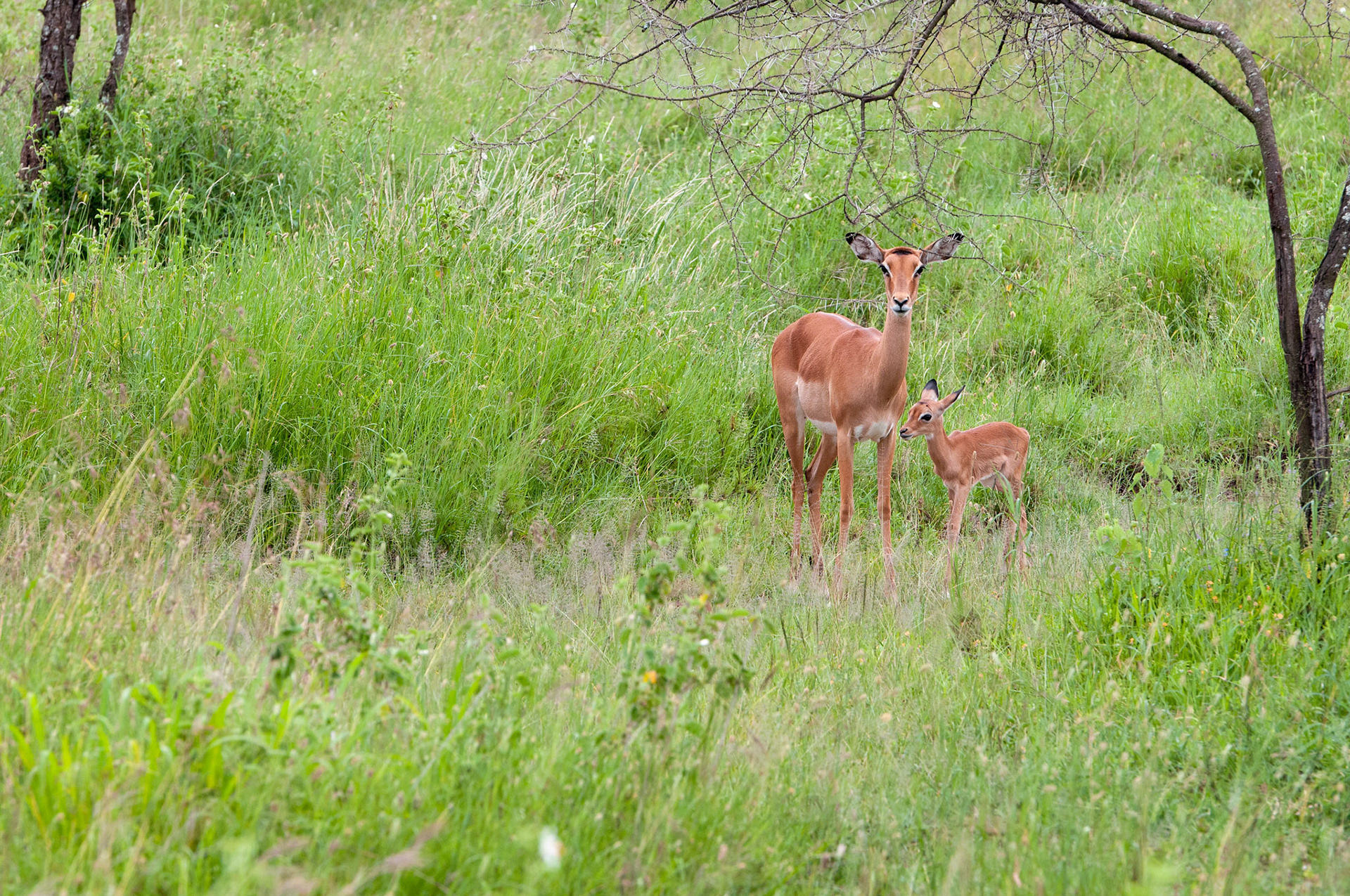 Grant's Gazelle and Kid Serengeti National Park, Tanzania