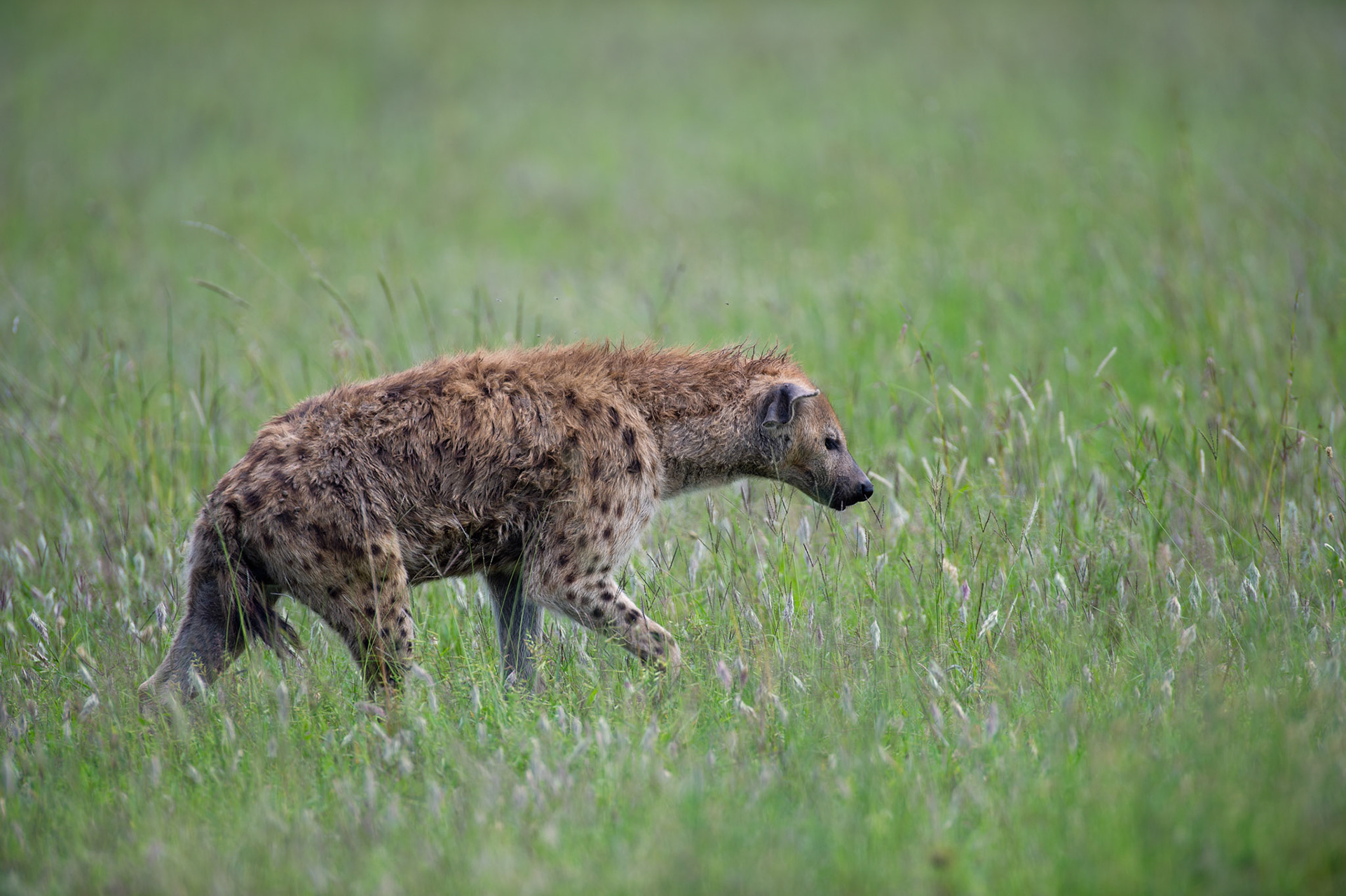 Walking Hyena - Serengeti National Park, Tanzania