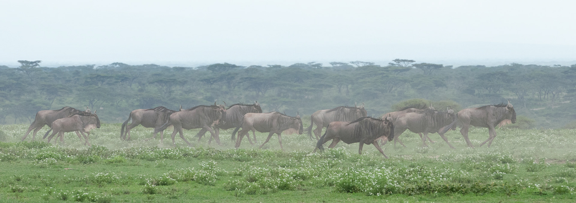 Wildebeest Migration - Serengeti National Park, Tanzania