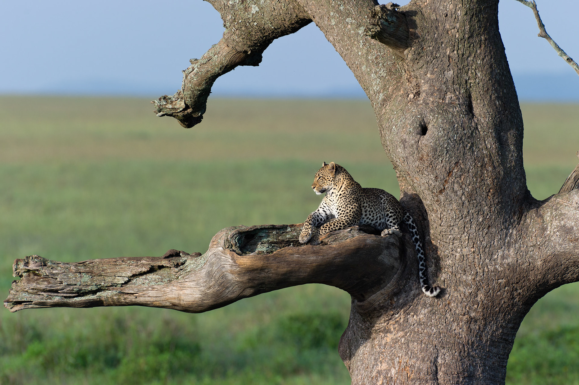 Early Morning Leopard - Serengeti National Park, Tanzania