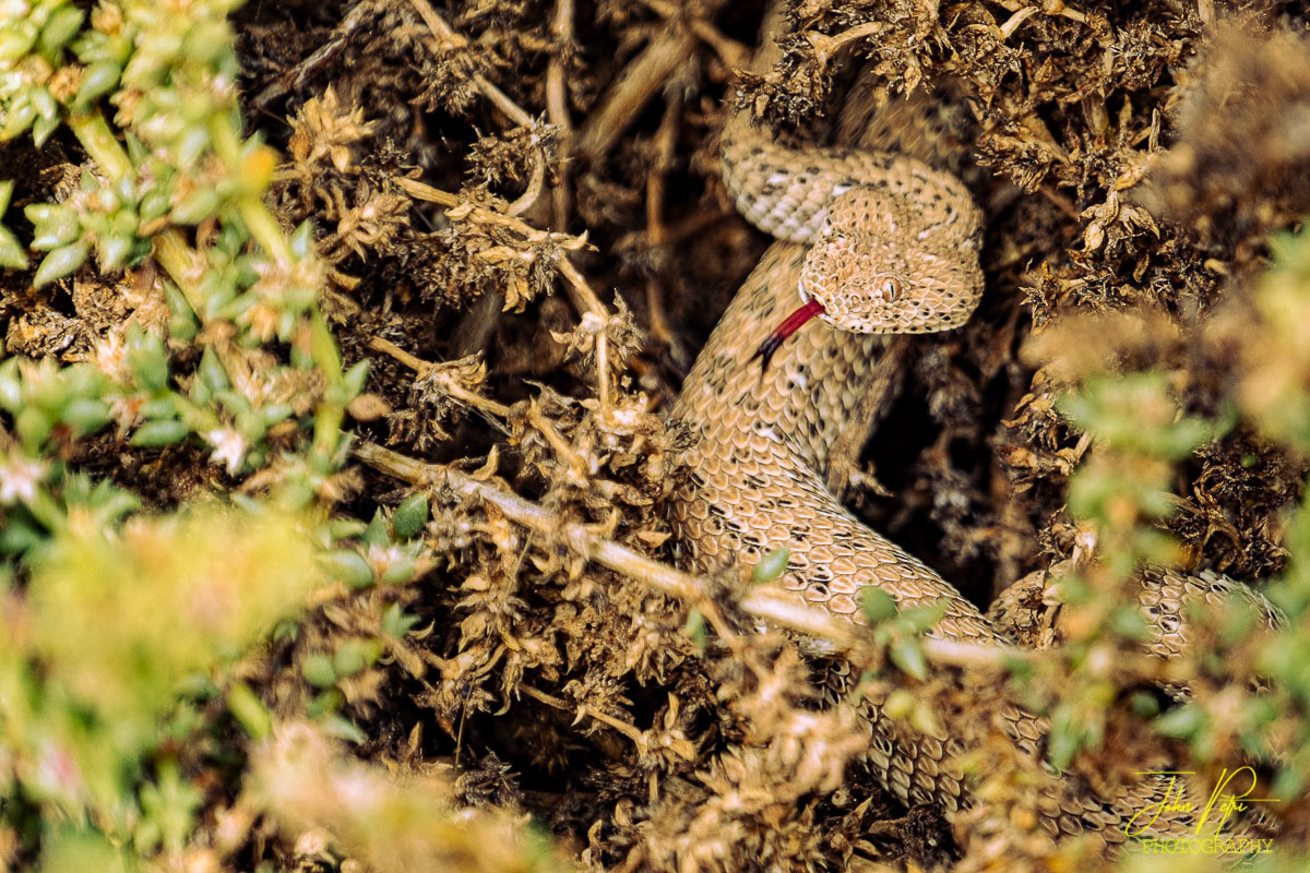Sidewinder snake, Swakopmund, Namibia, Africa