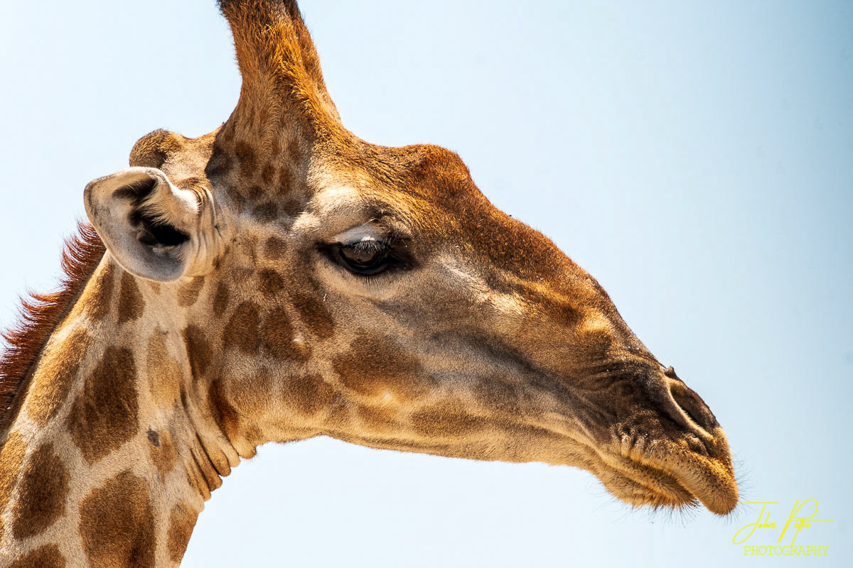Etosha National Park, Namibia, Africa