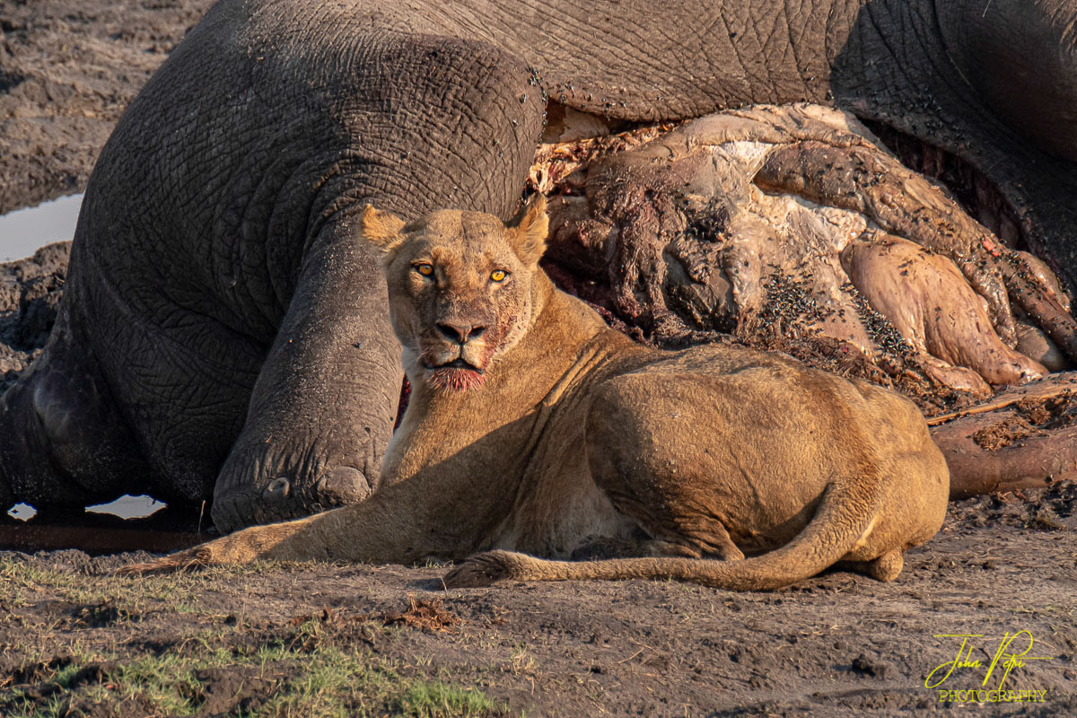 Okavango, Namibia, Africa