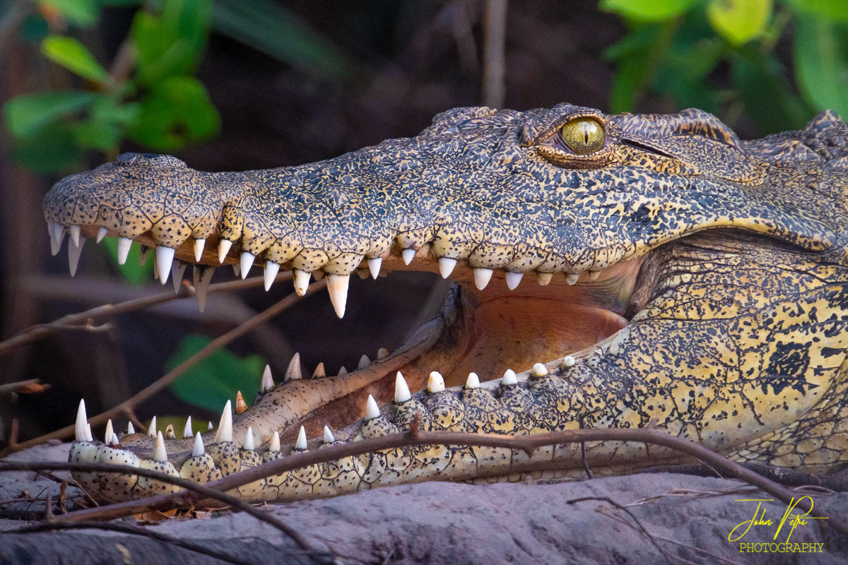 Okavango, Namibia, Africa