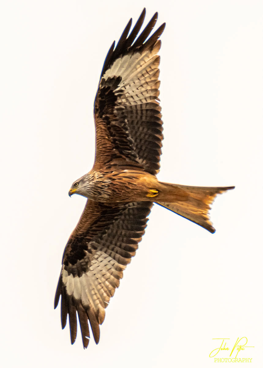 Milan Royal, Haute Savoie, France