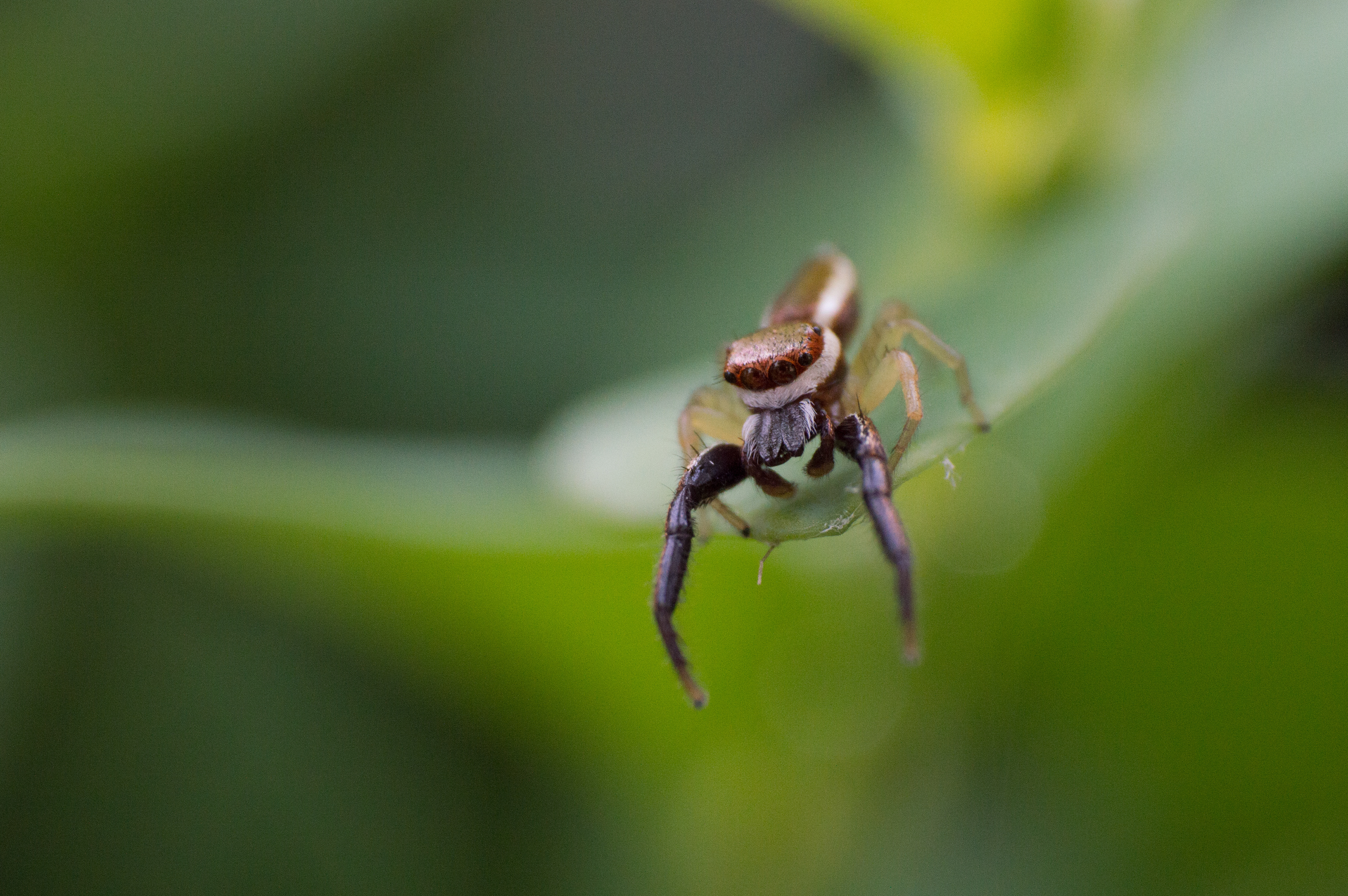 Jumping Spider