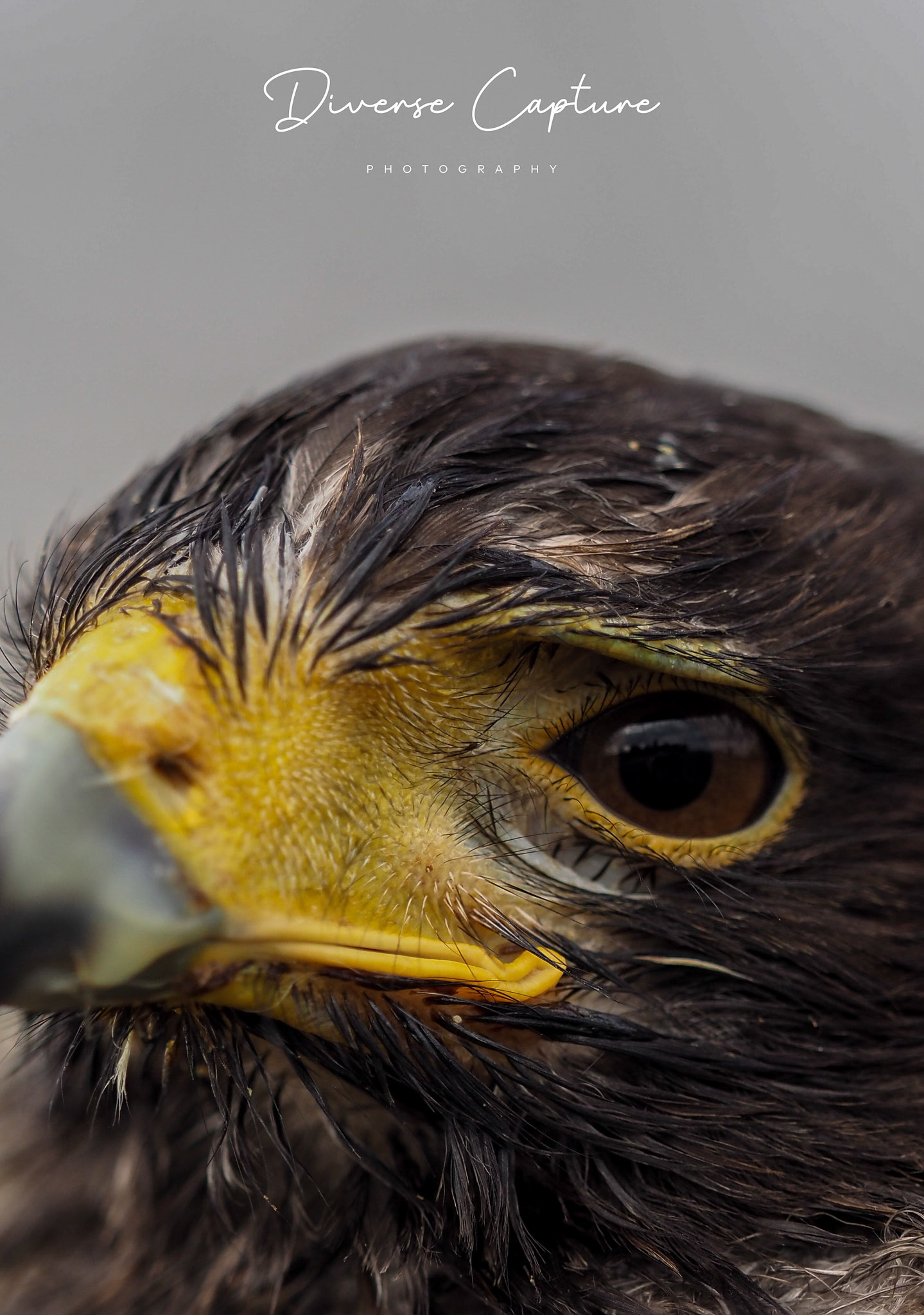 Pet Portrait photographer Sudbury, Suffolk