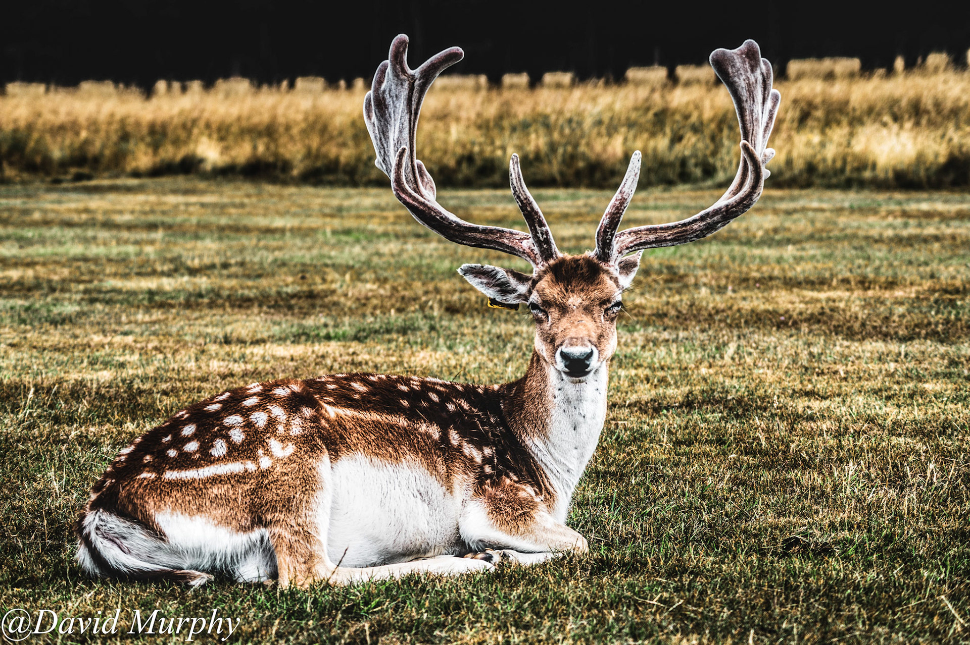 Fallow Deer.