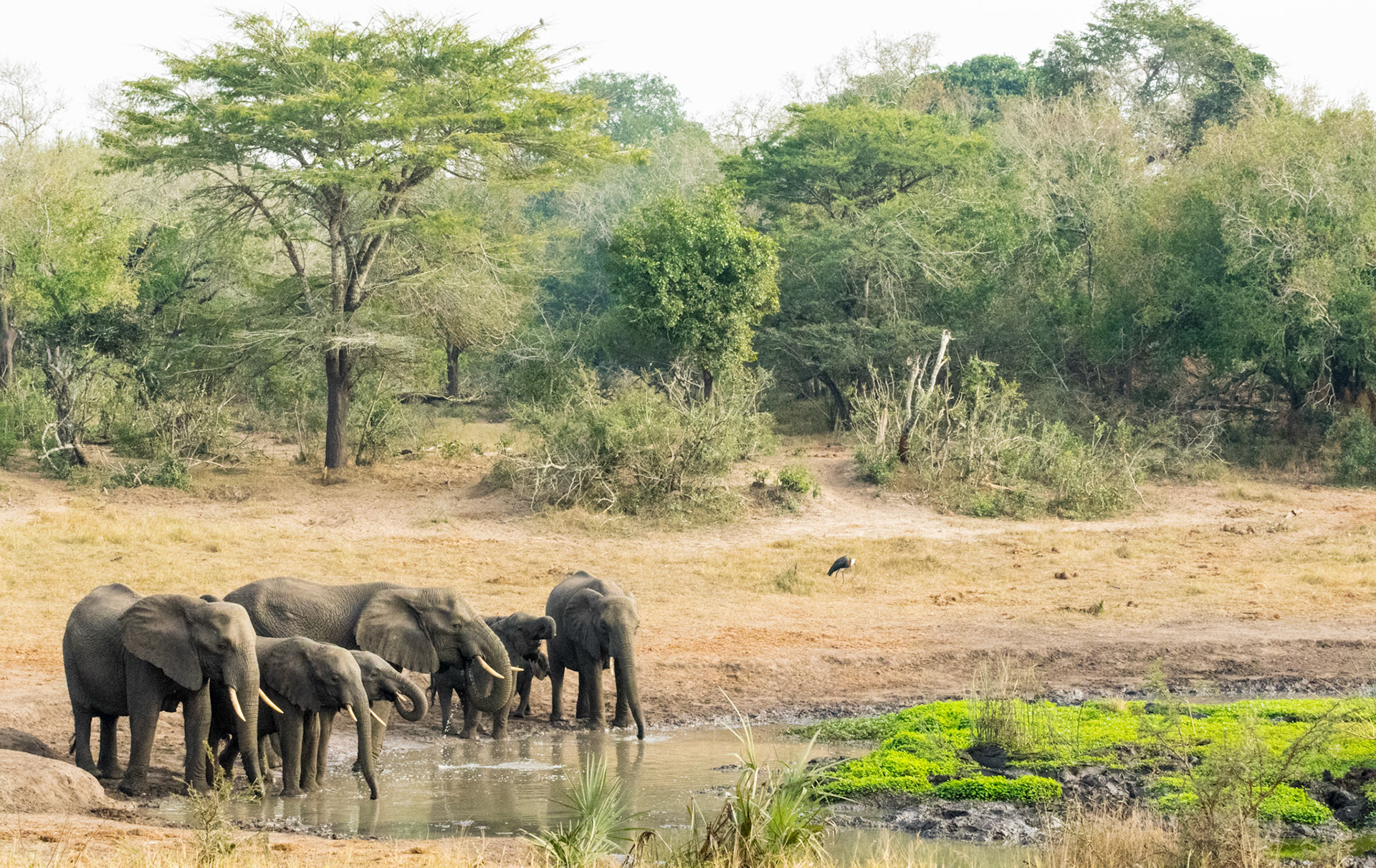 JCCharles Photography - 2017 Tembe Elephant Preserve - South Africa