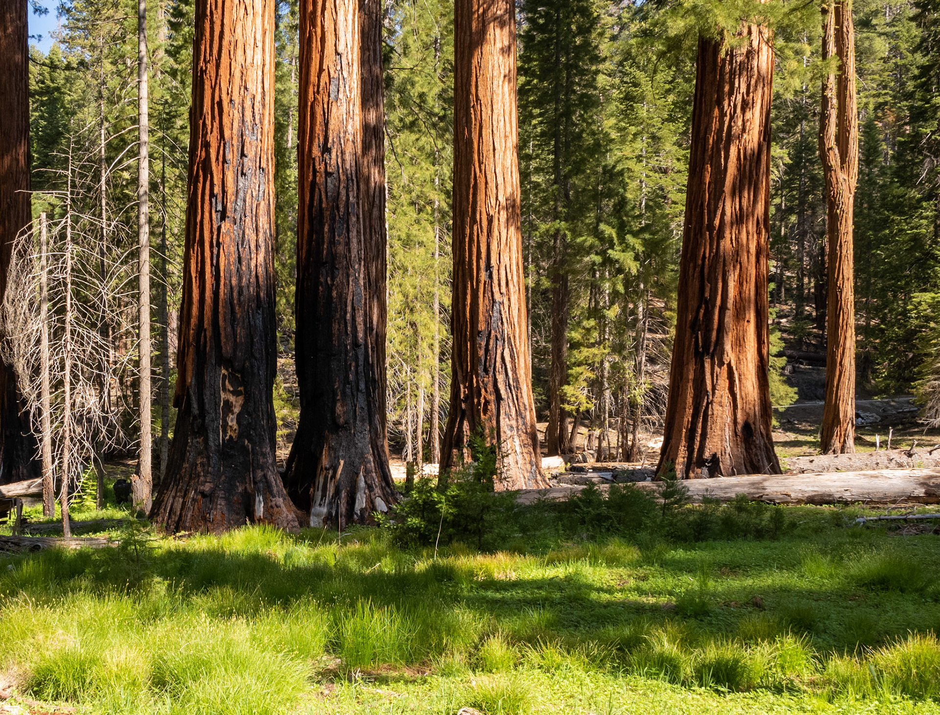 Mariposa Grove