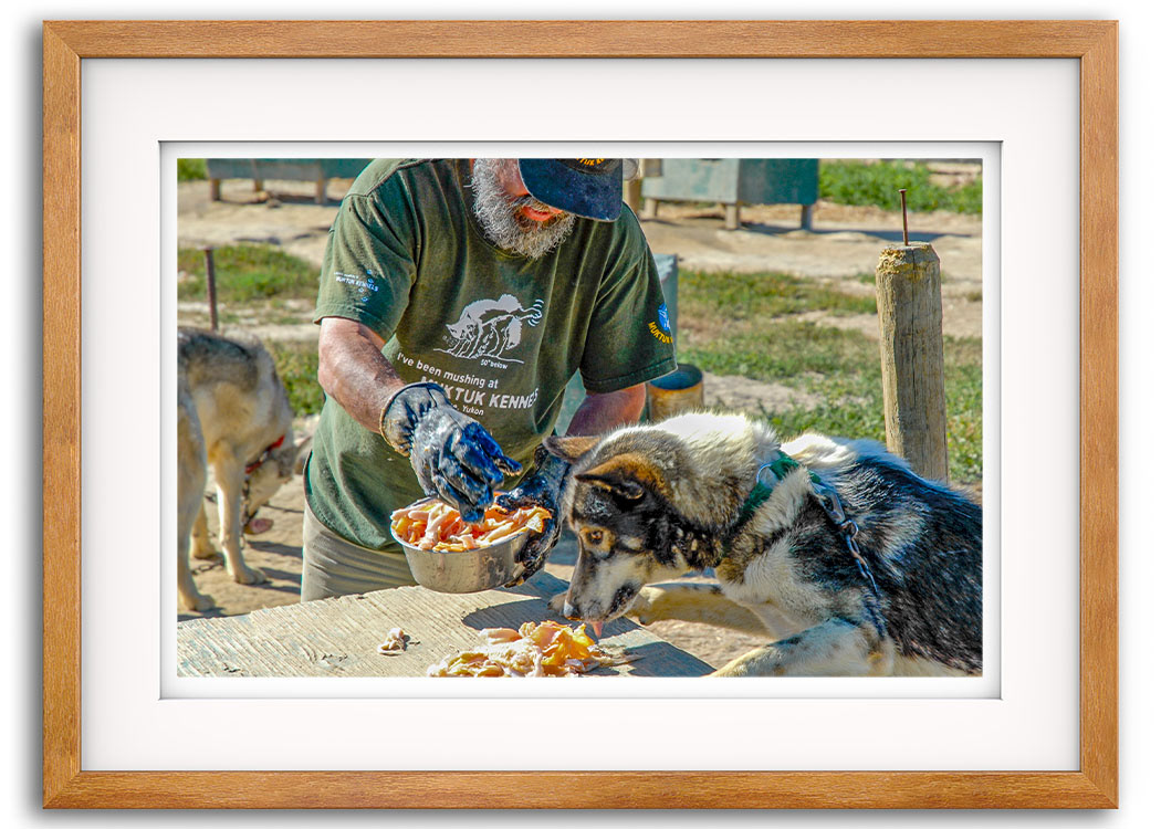 Frank - Muktuk Kennels - Whitehorse