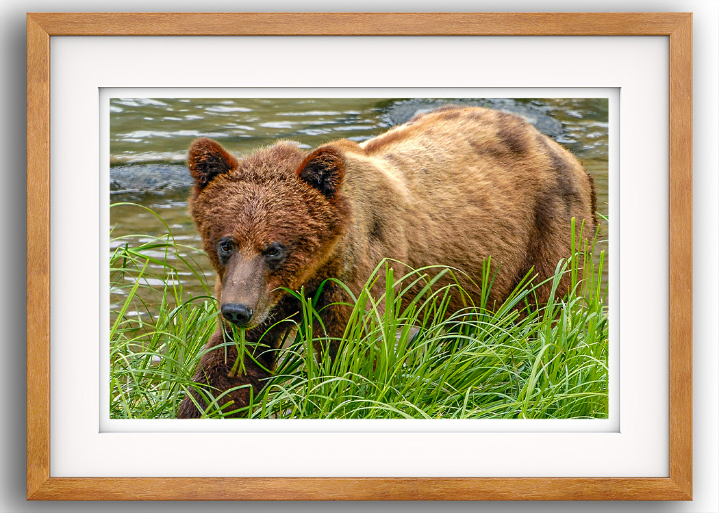 Bär