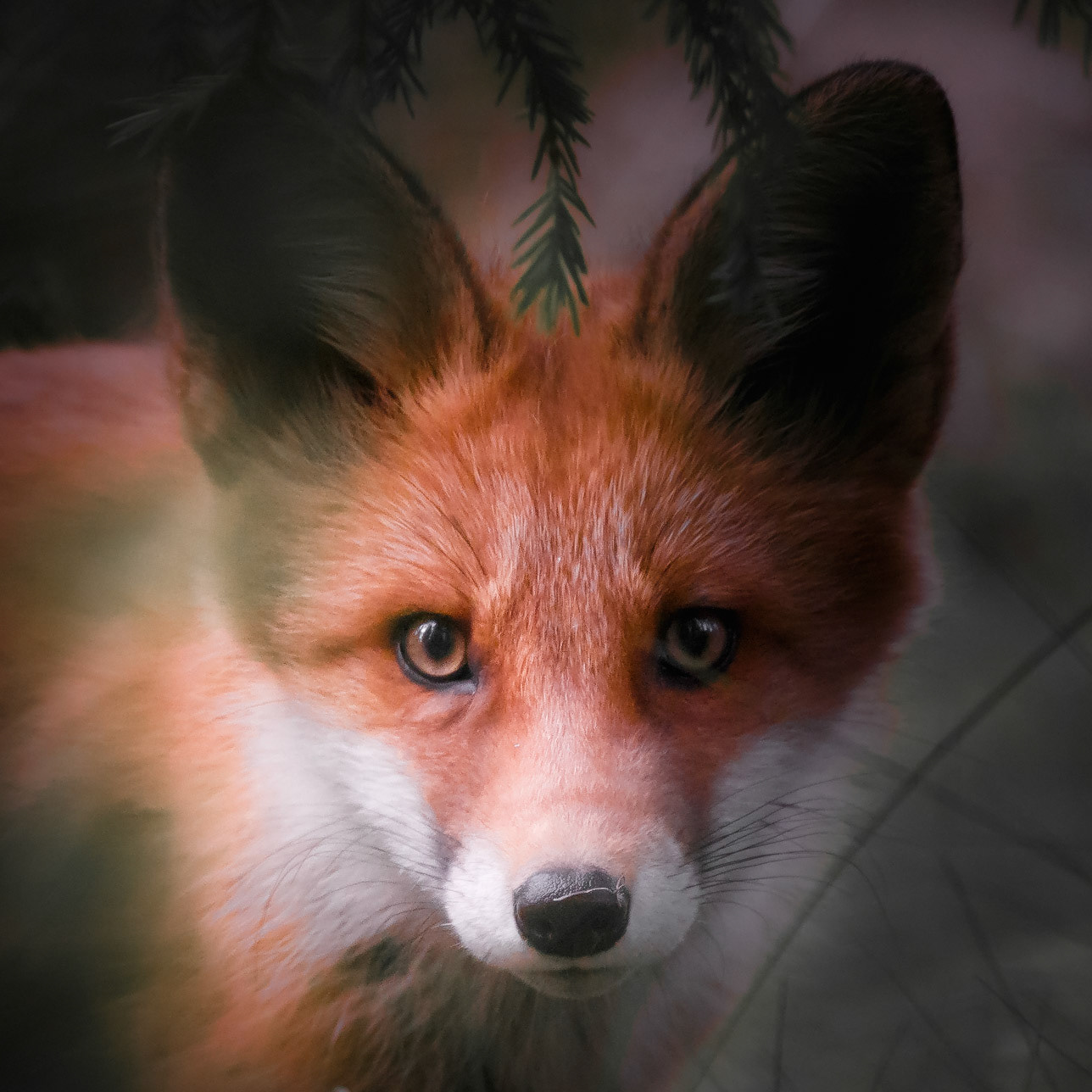 Young fox is curious #kettu #fox #all_animals_addiction