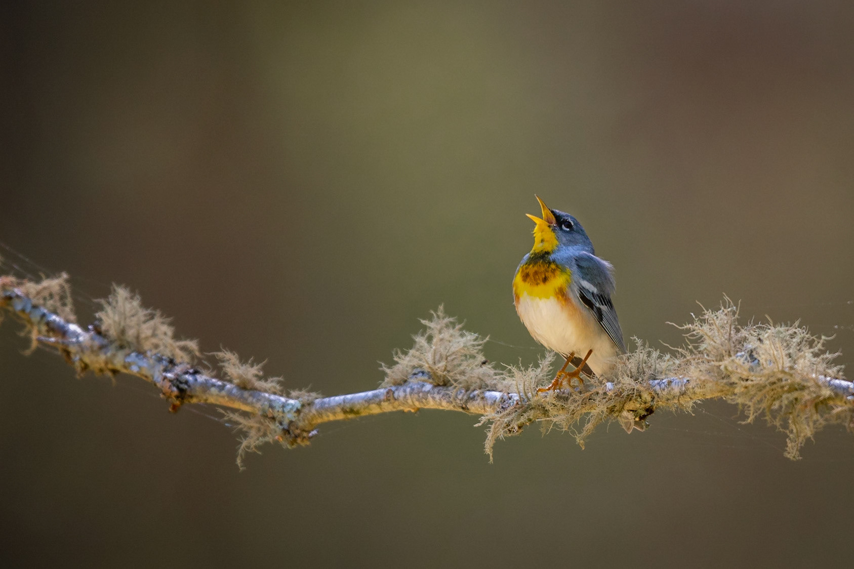 Northern Parula