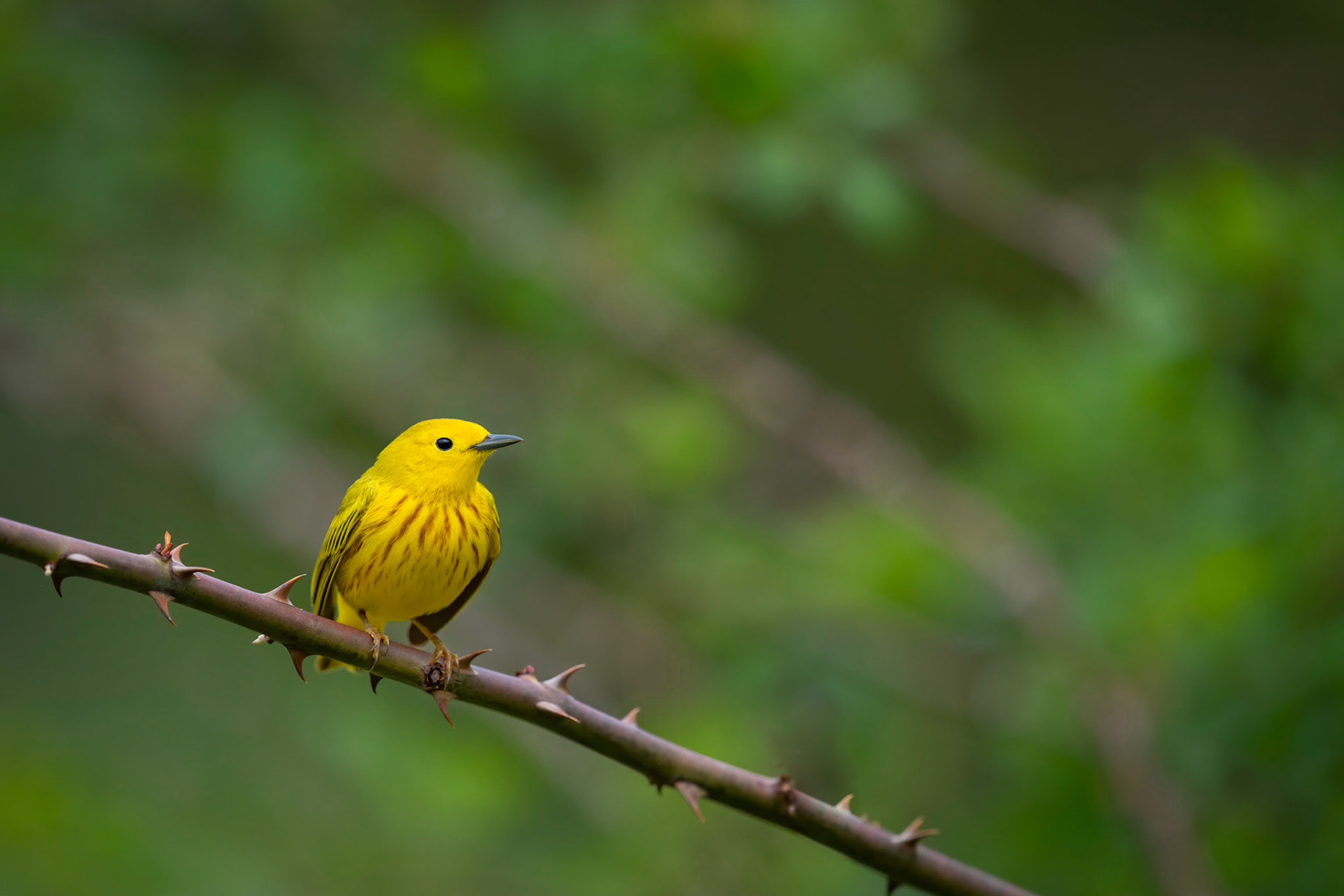 Yellow Warbler