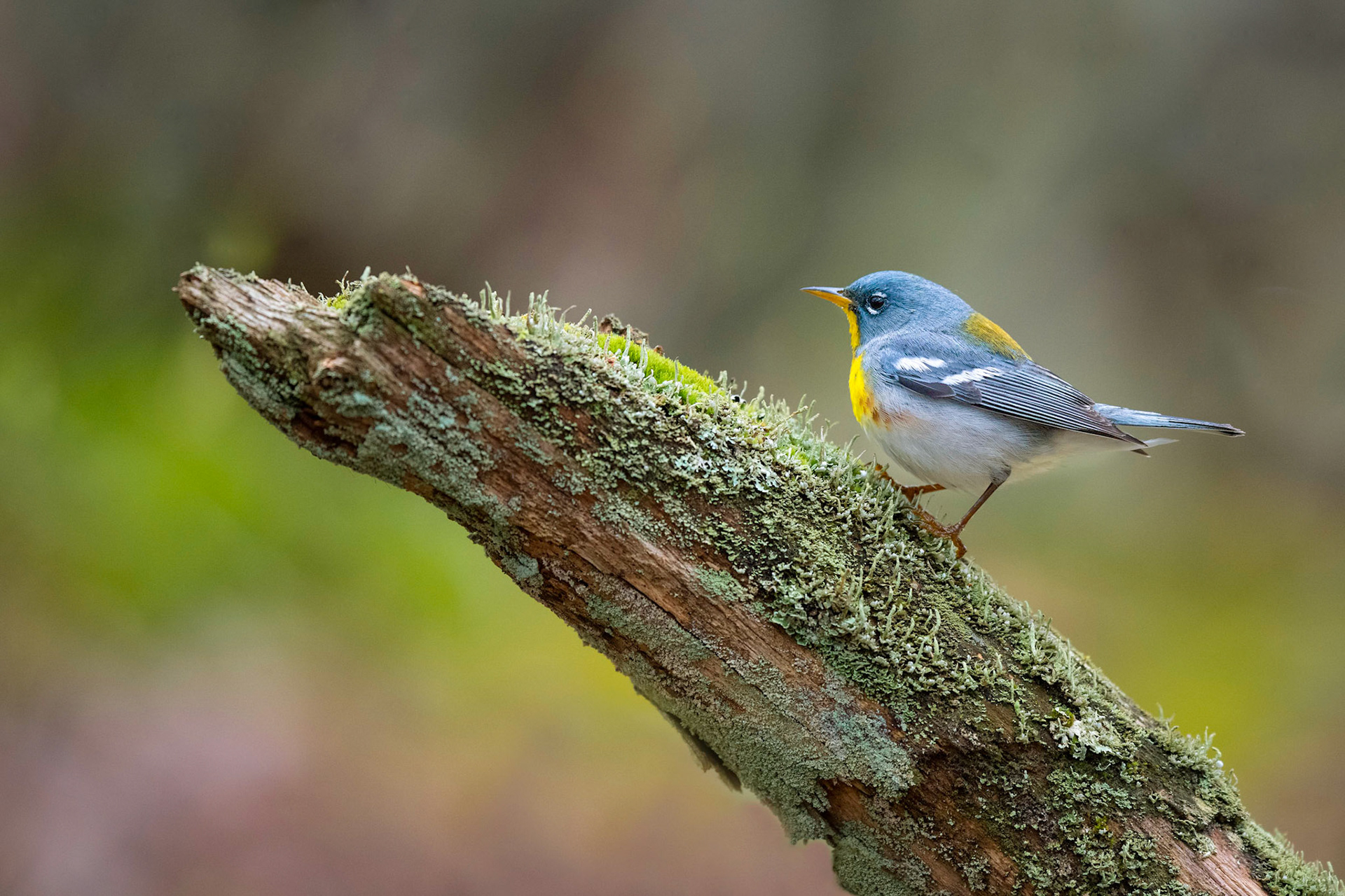 Northern parula