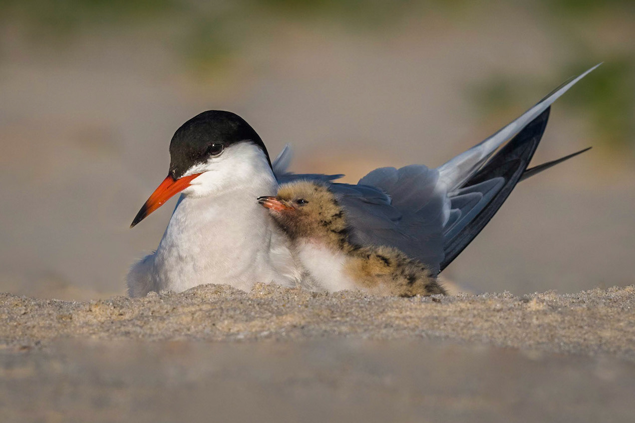 Common Tern - First Place, Birds