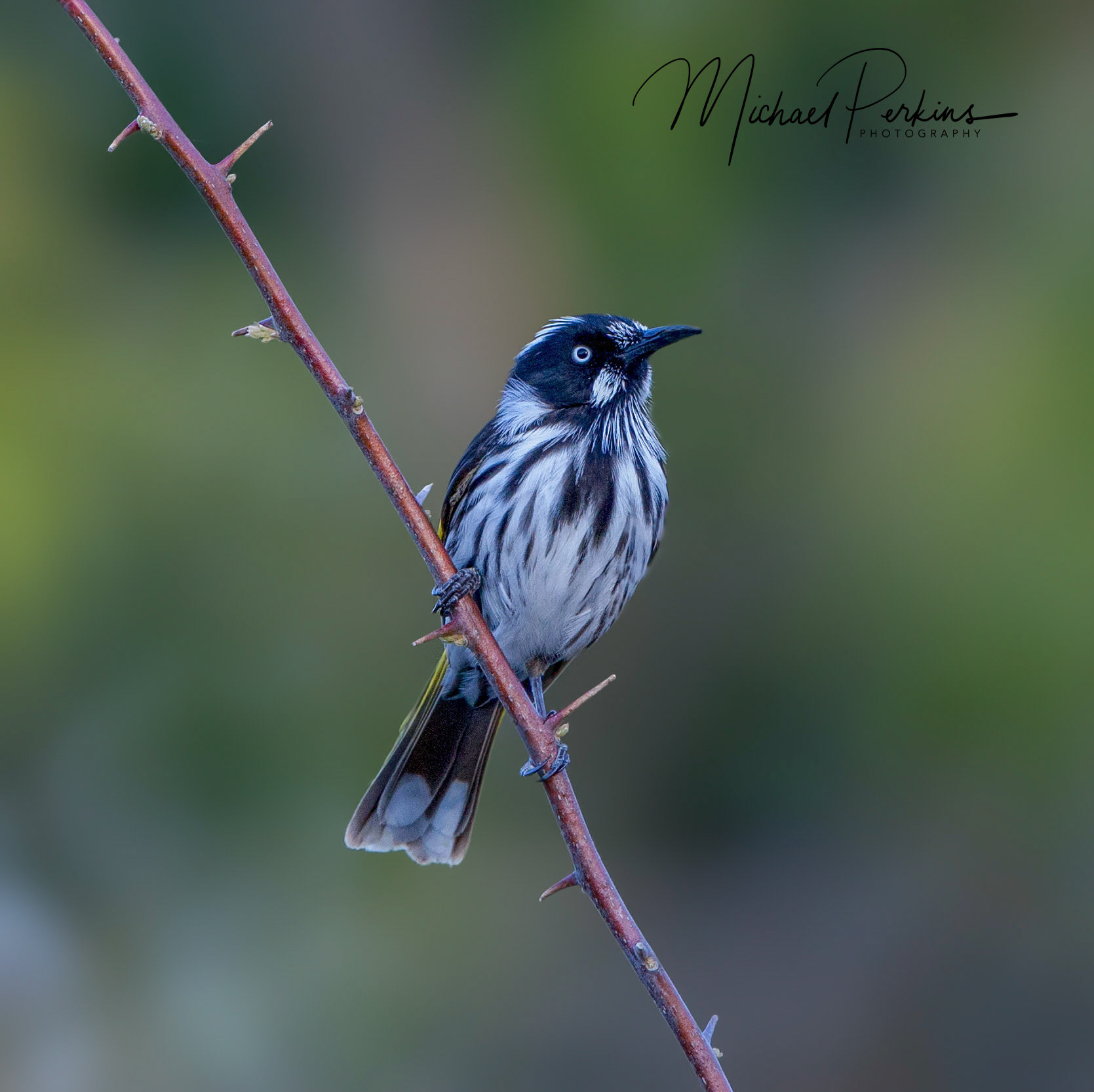 New-holland honeyeater