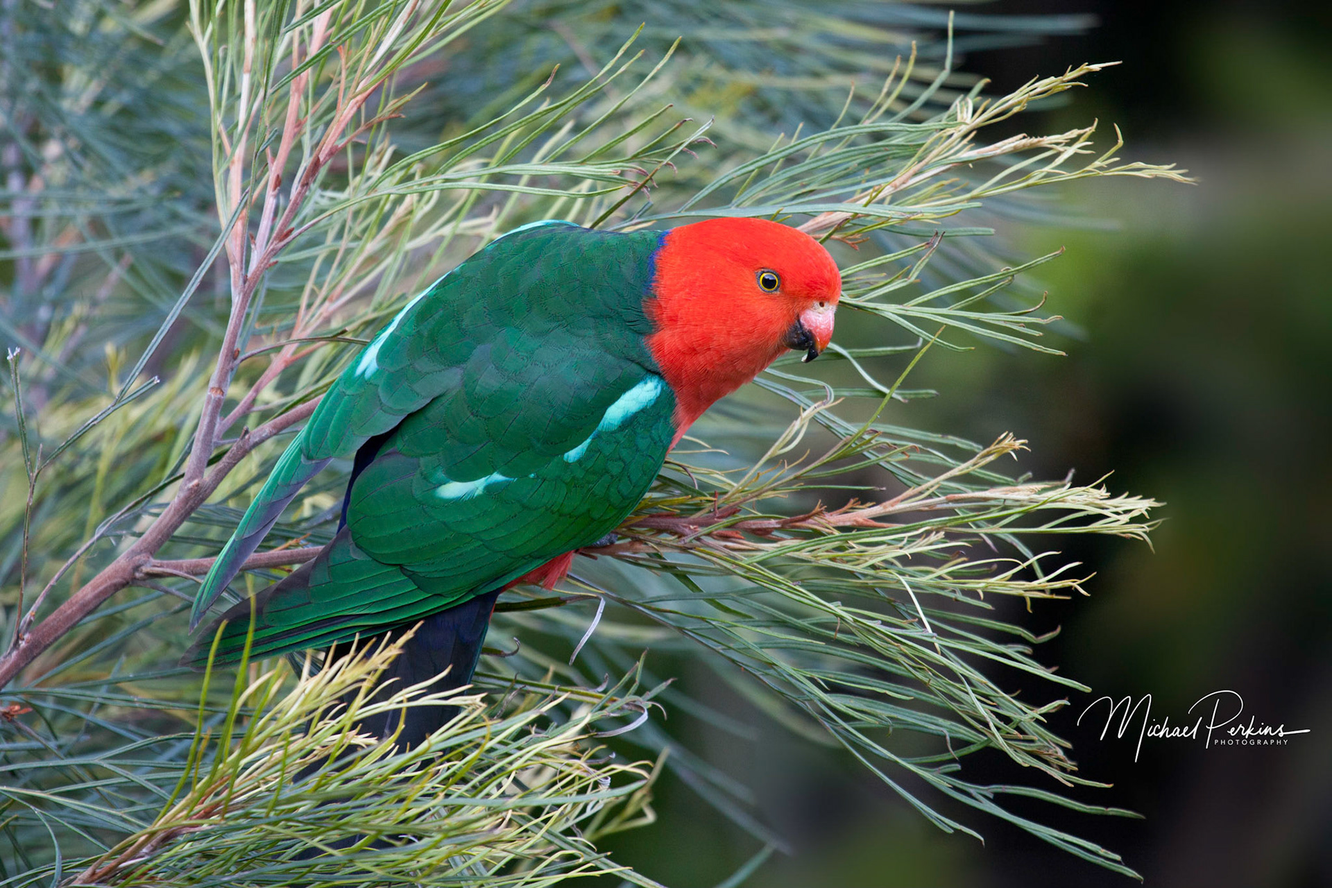 King parrot