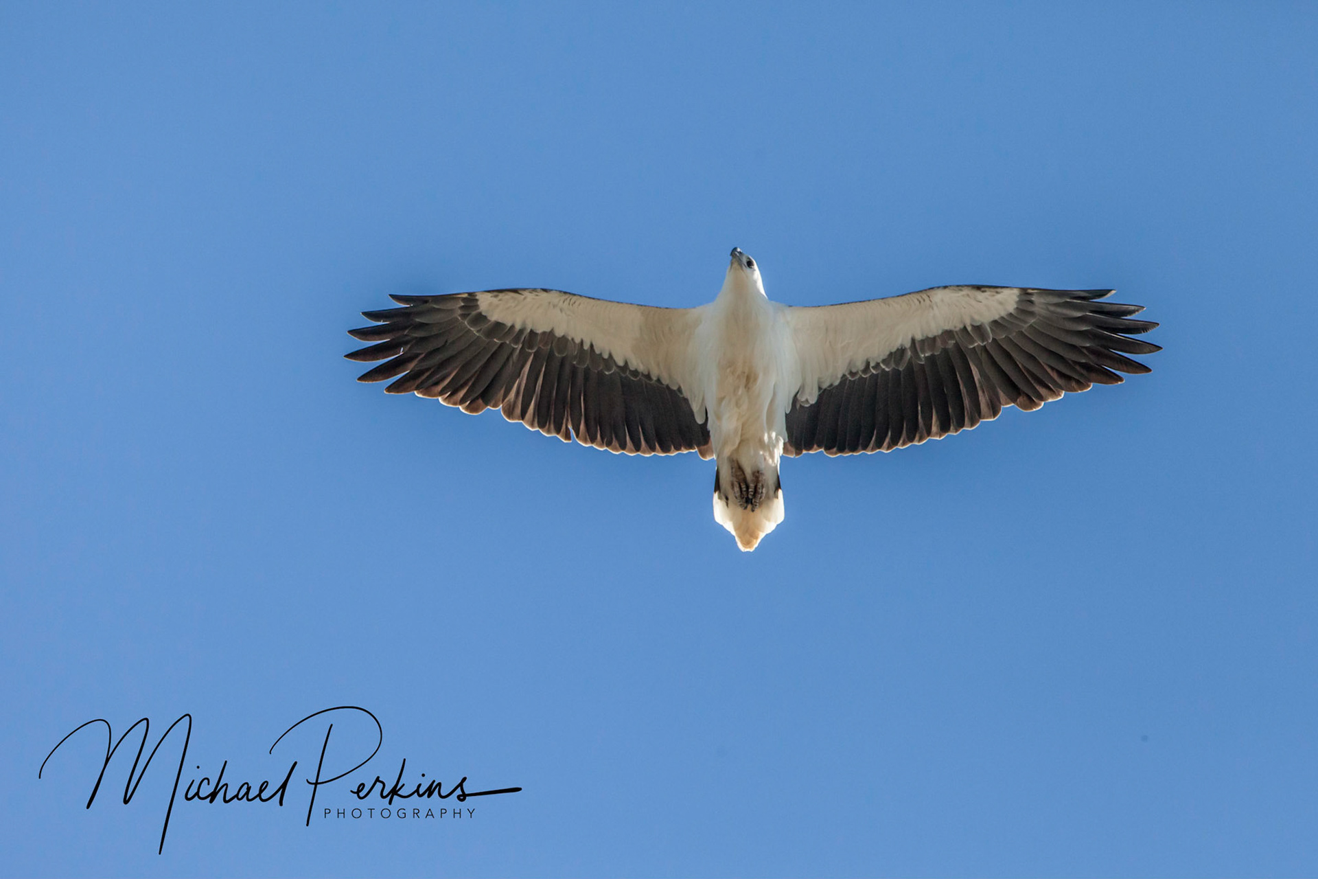 White-bellied sea eagle