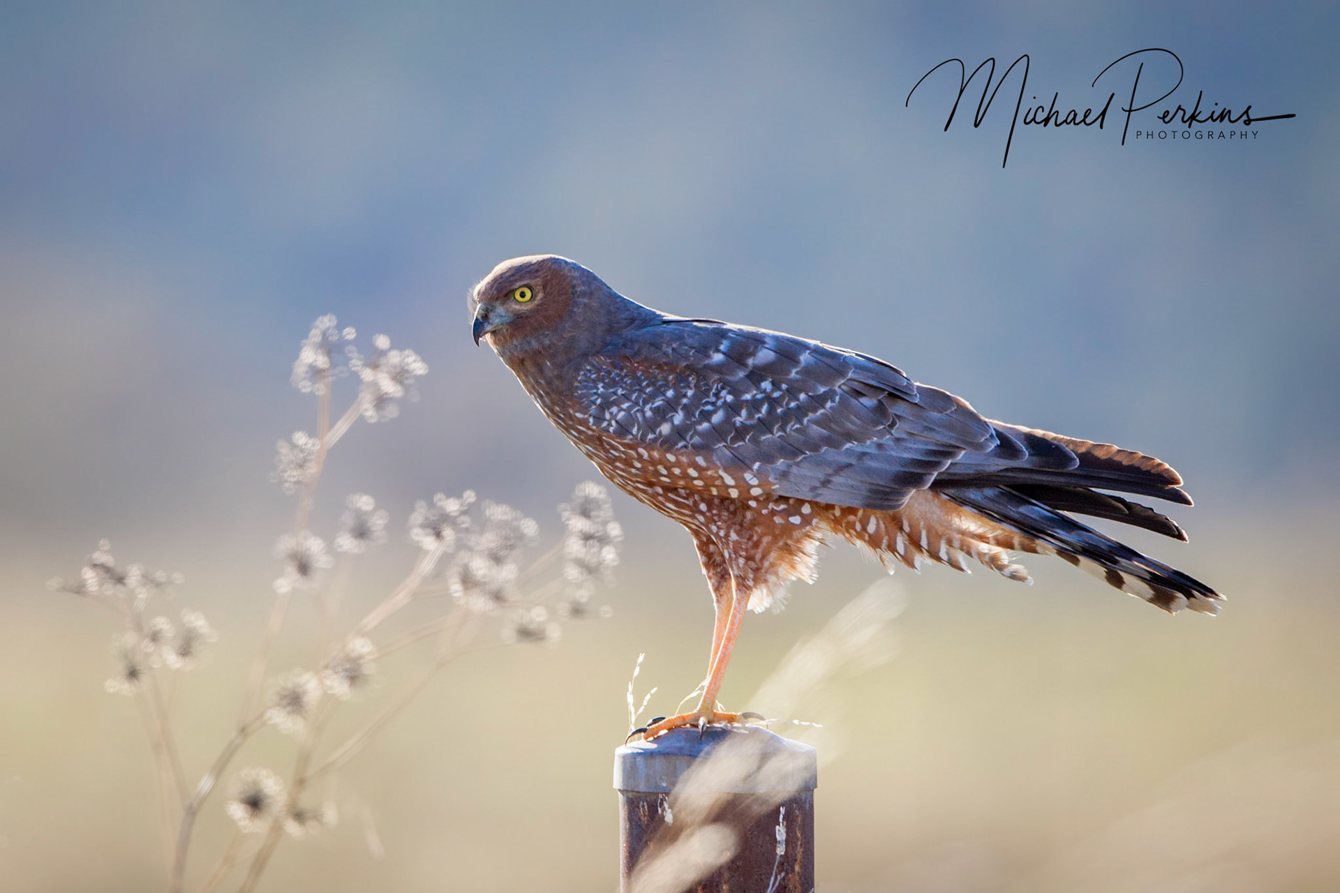 Spotted harrier