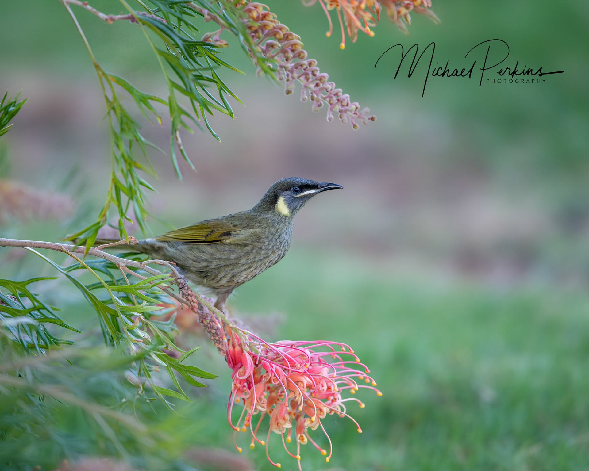lewin's honeyeater