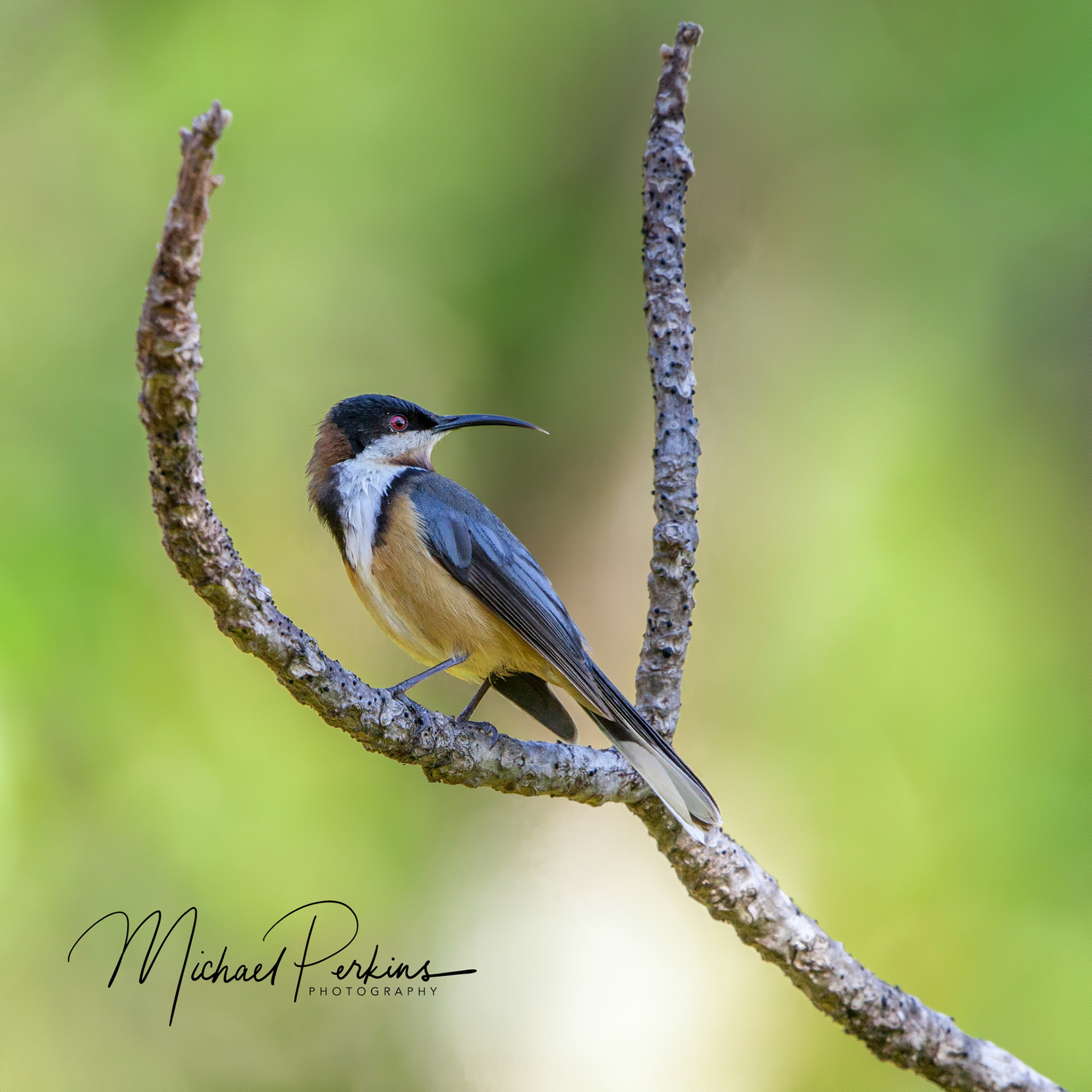 Eastern spinebill