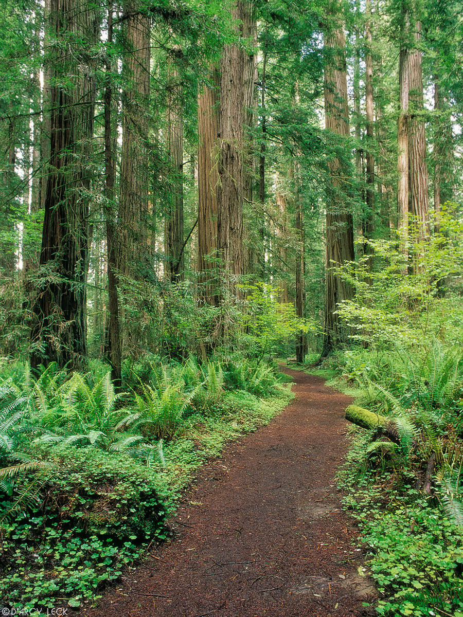 Ferns line a trail through redwood forest, Redwood National Park, California