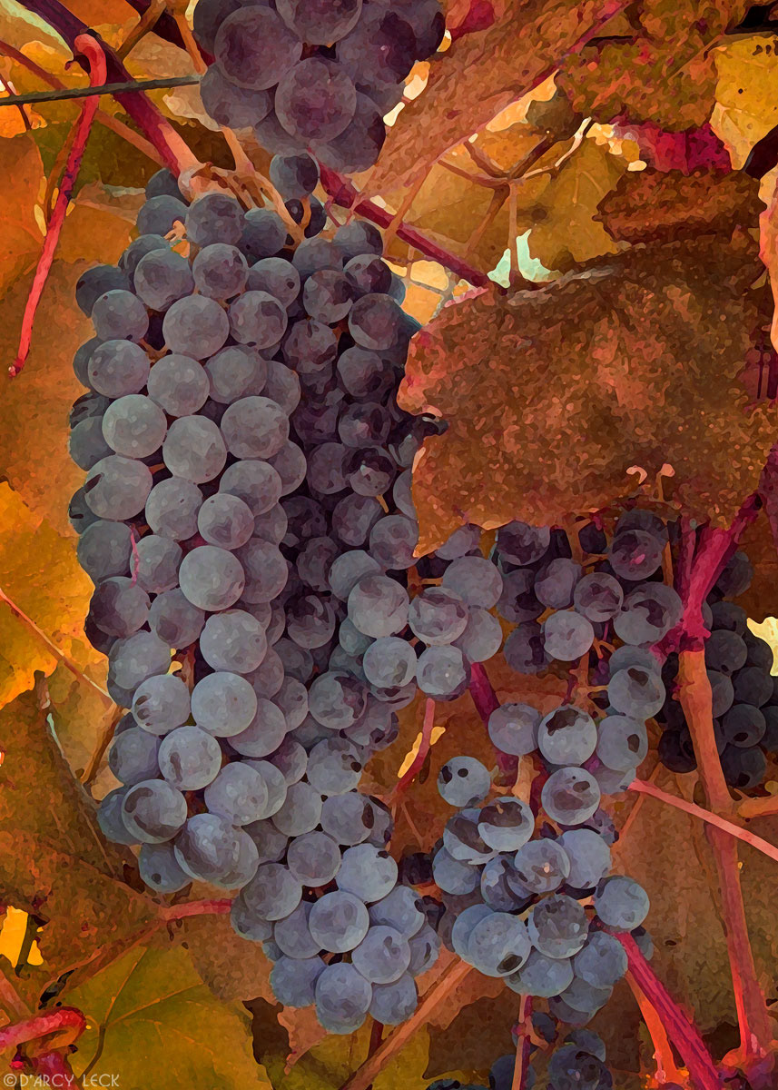 Grapes on vine near harvest time