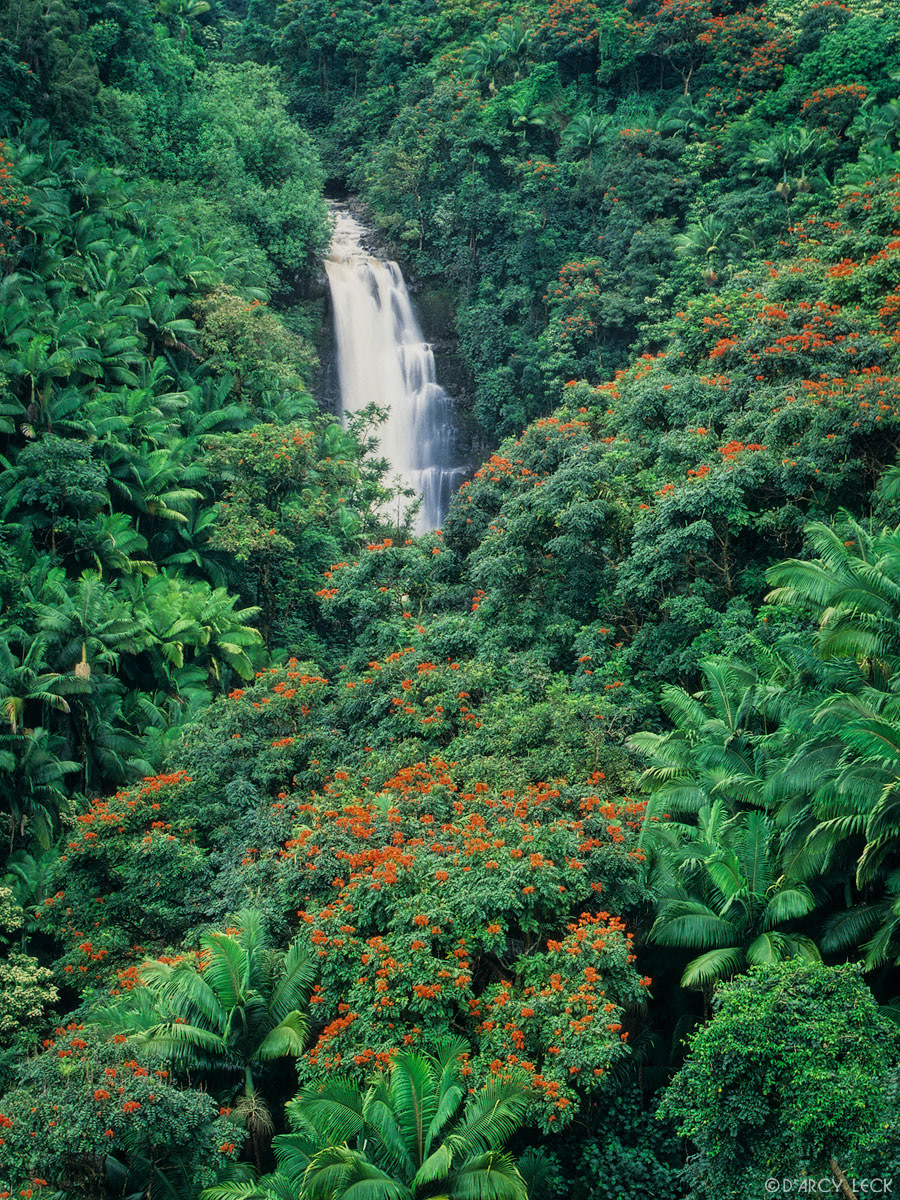 Waterfall tumbles through lush rain forest on the big island of Hawaii, Hawaii