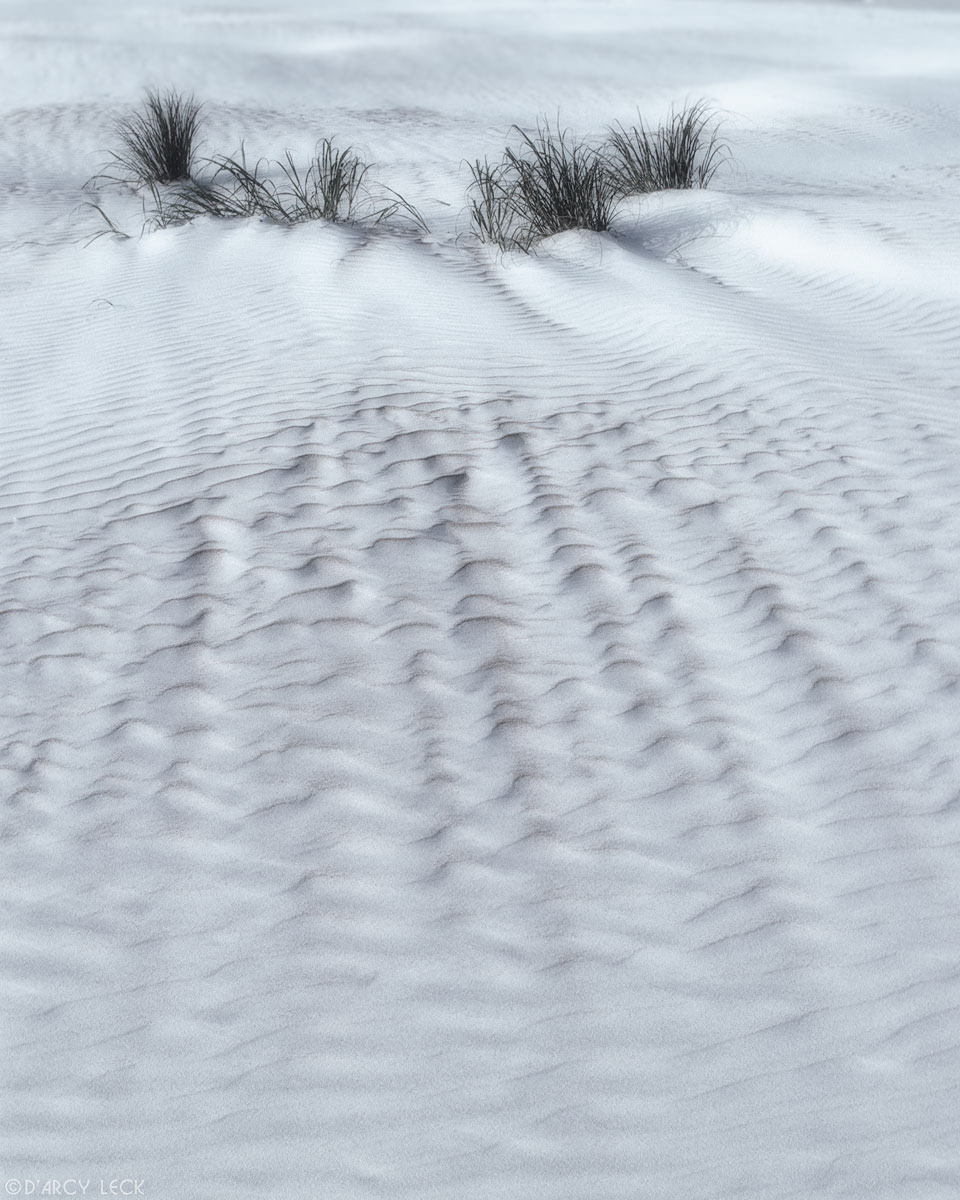 Beach plants and sand ripples along seashore beach, Florida