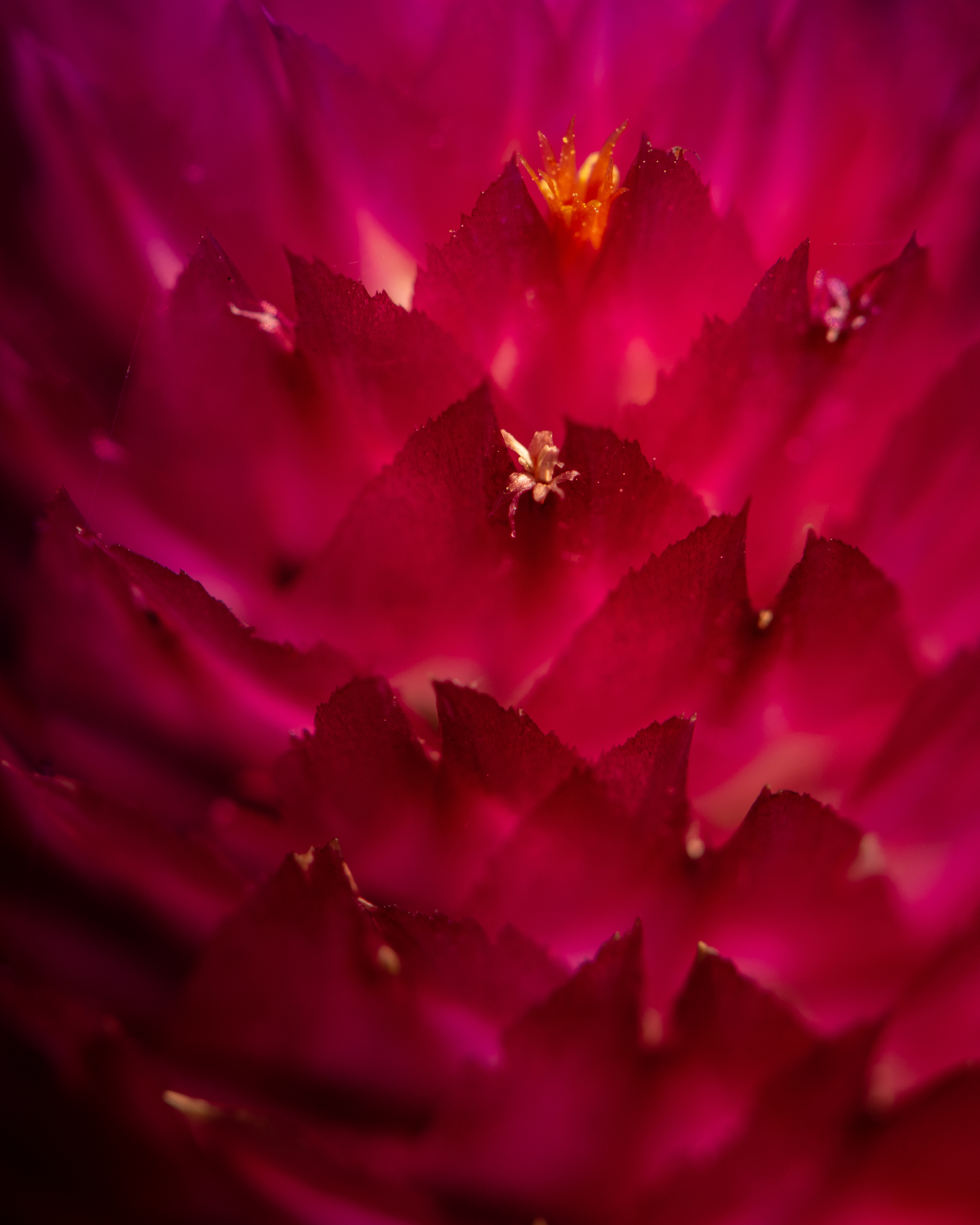 Gomphrena