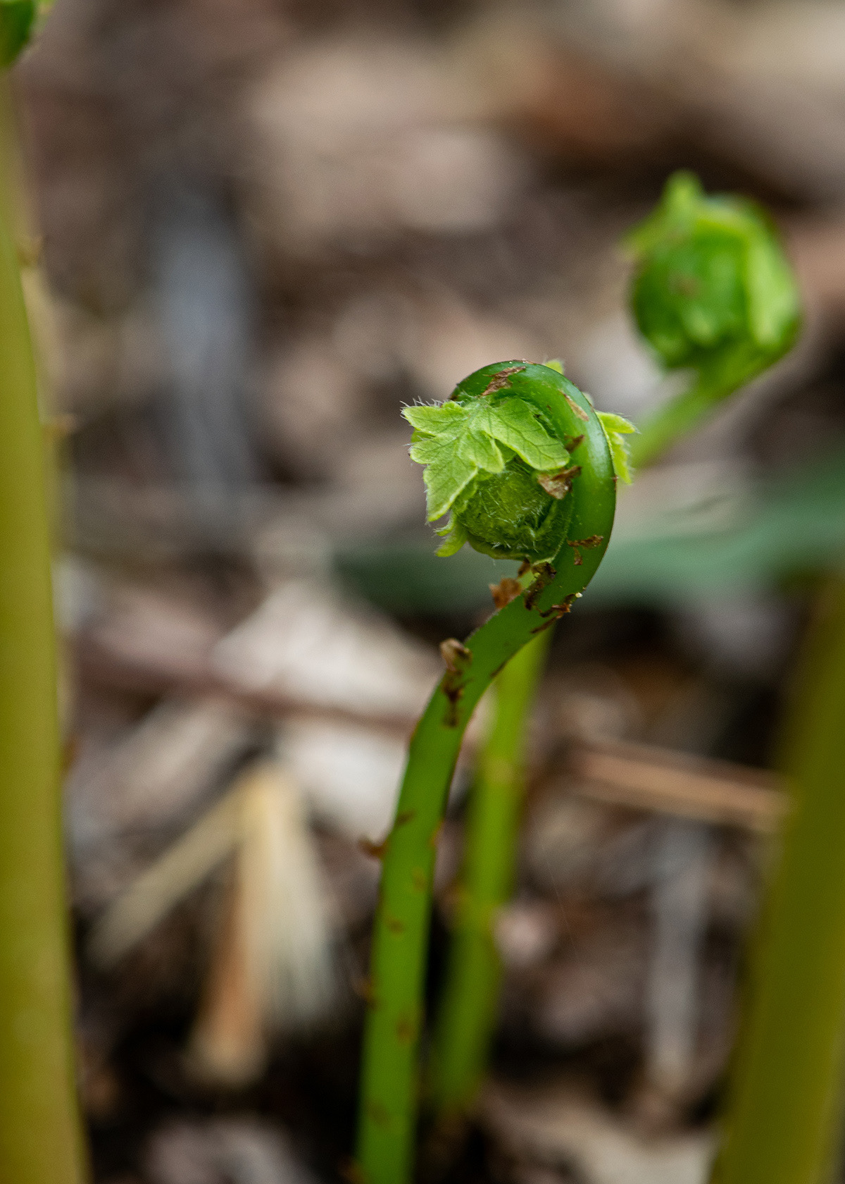 Wood Fern (Dryopteris)