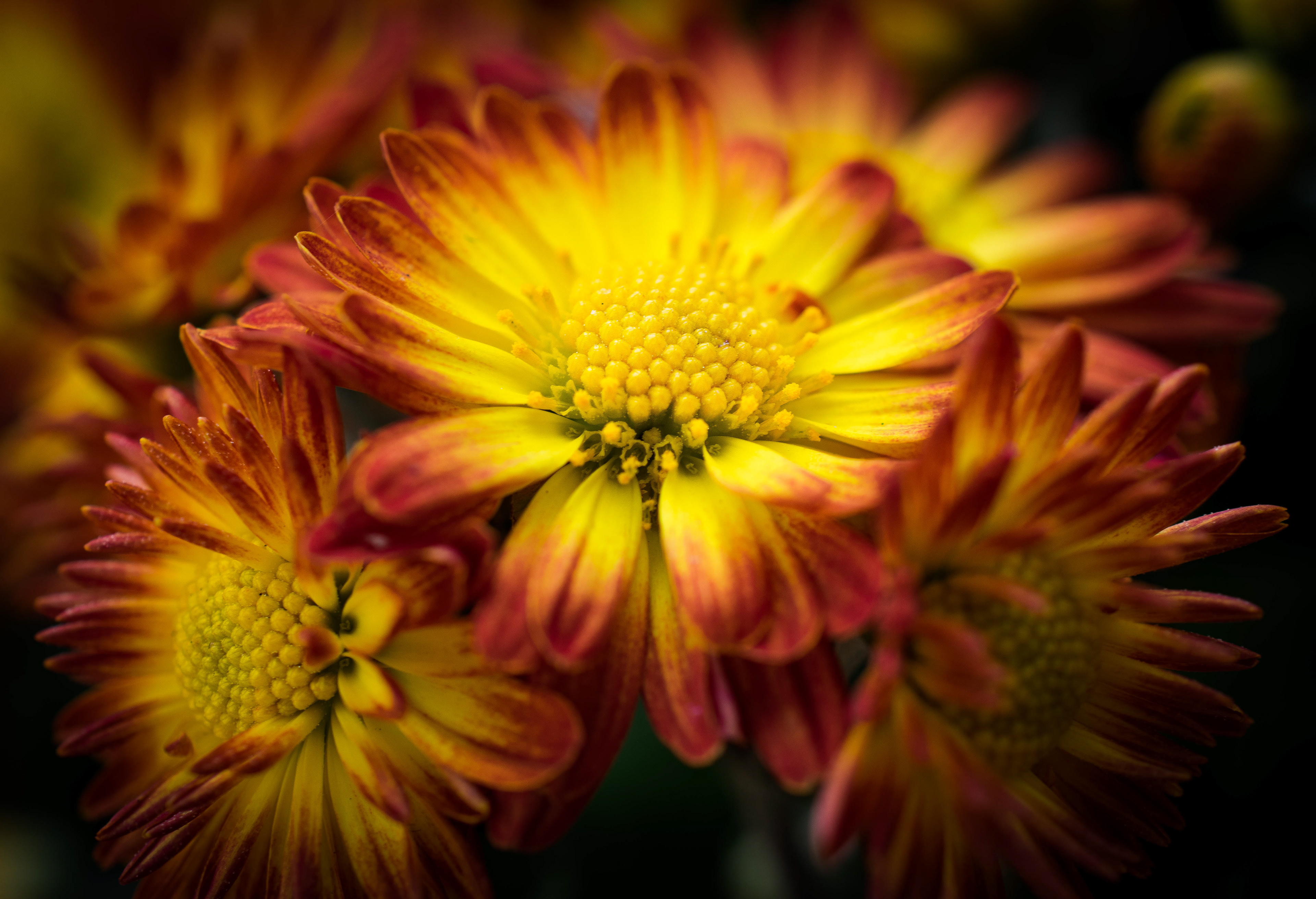Chrysanthemum