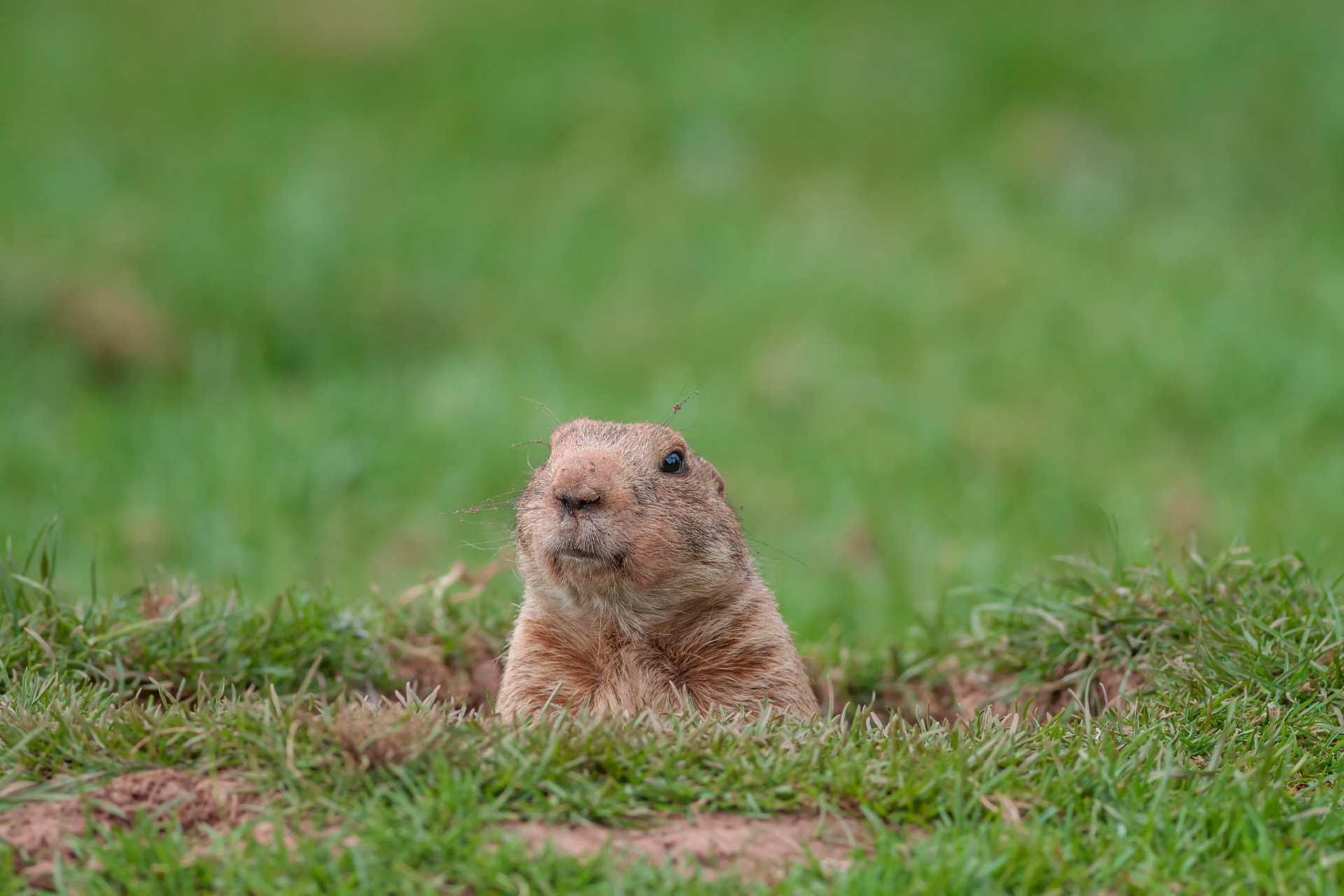 Groundhog