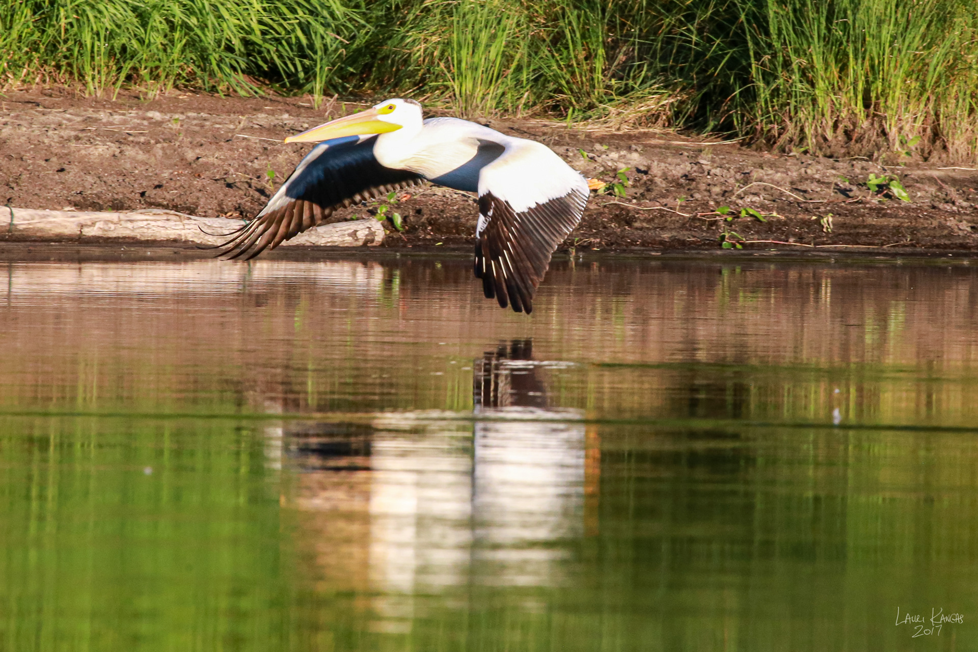 American White Pelican
