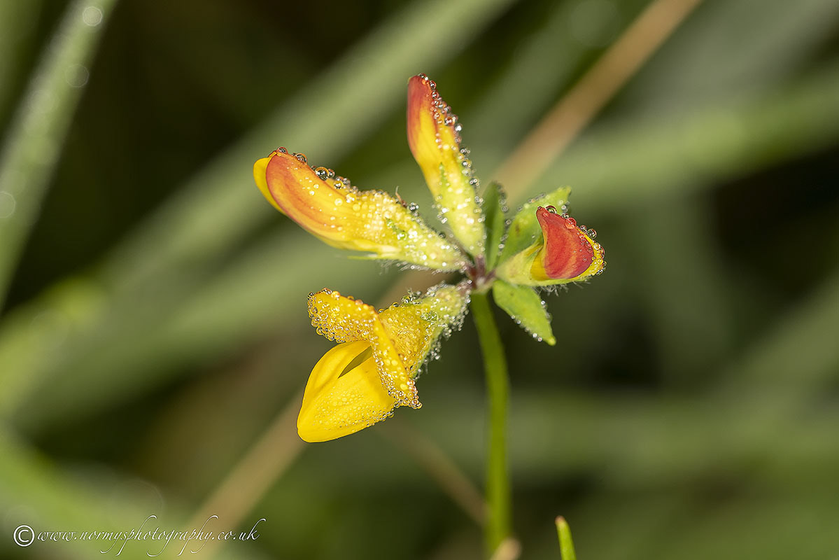 Common Bird's-foot-trefoil - Lotus corniculatus