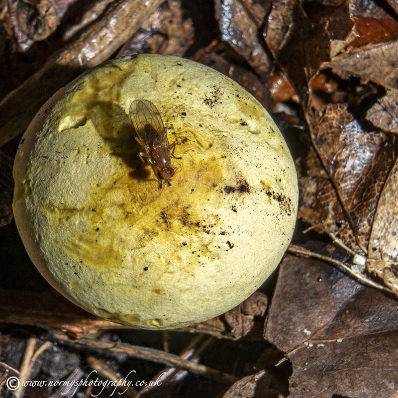 Earthball