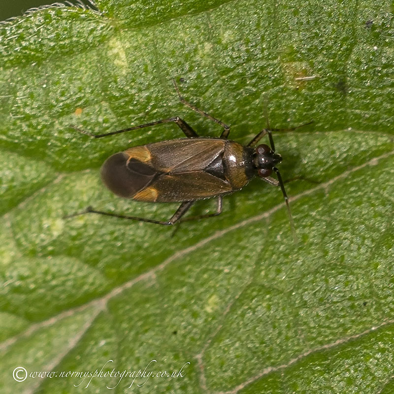 Deraeocoris flavilinea