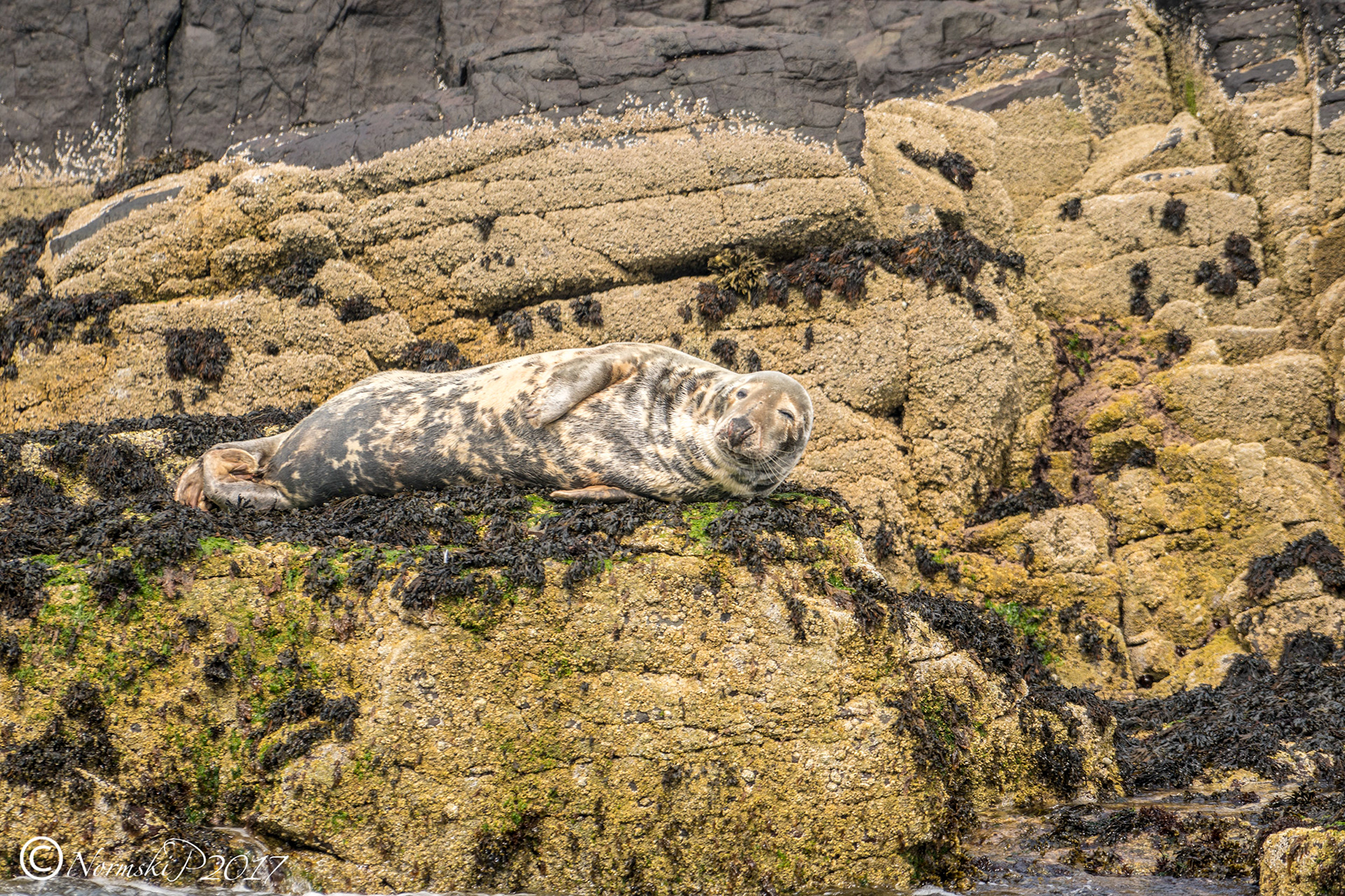 Sealions
