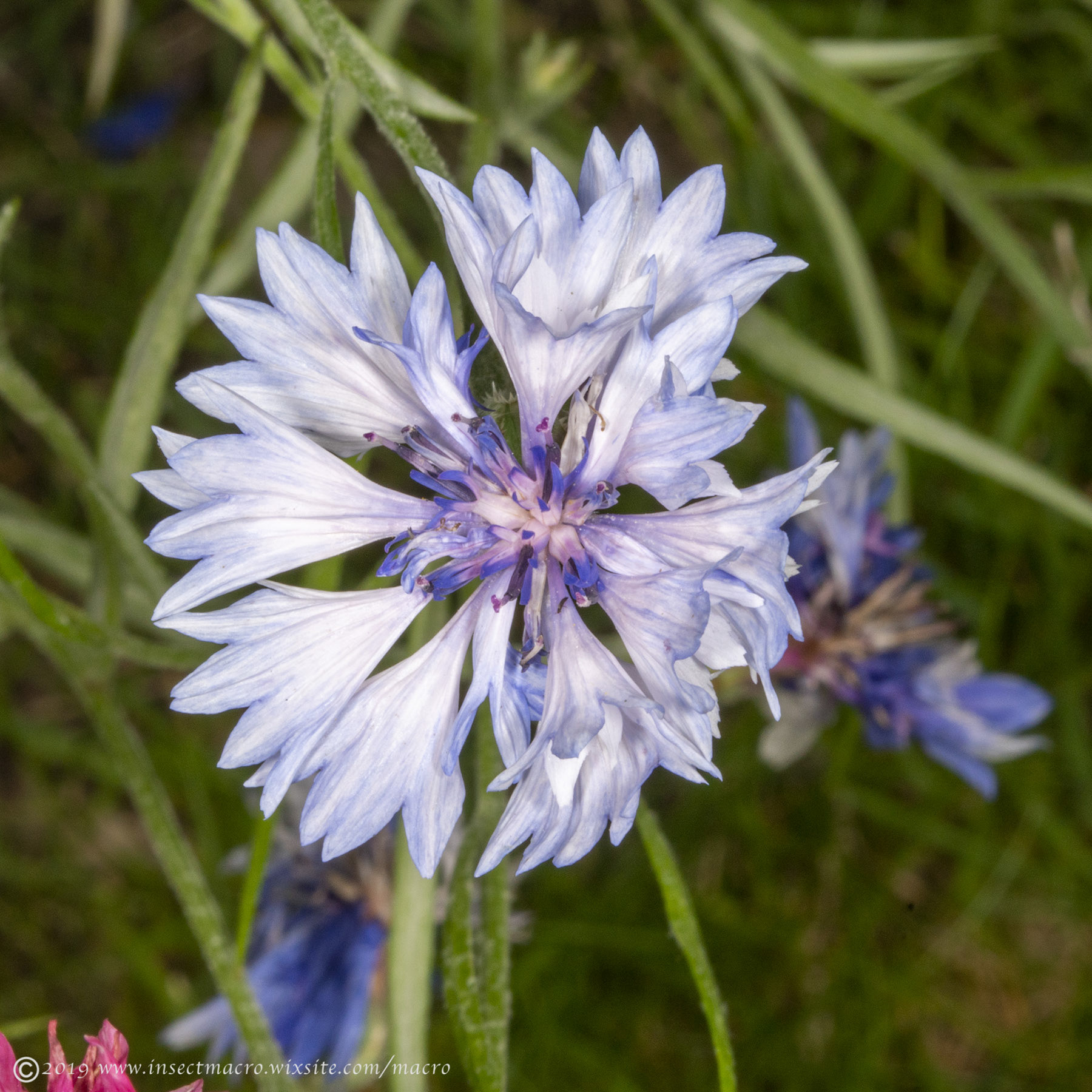 Pale blue cornflower