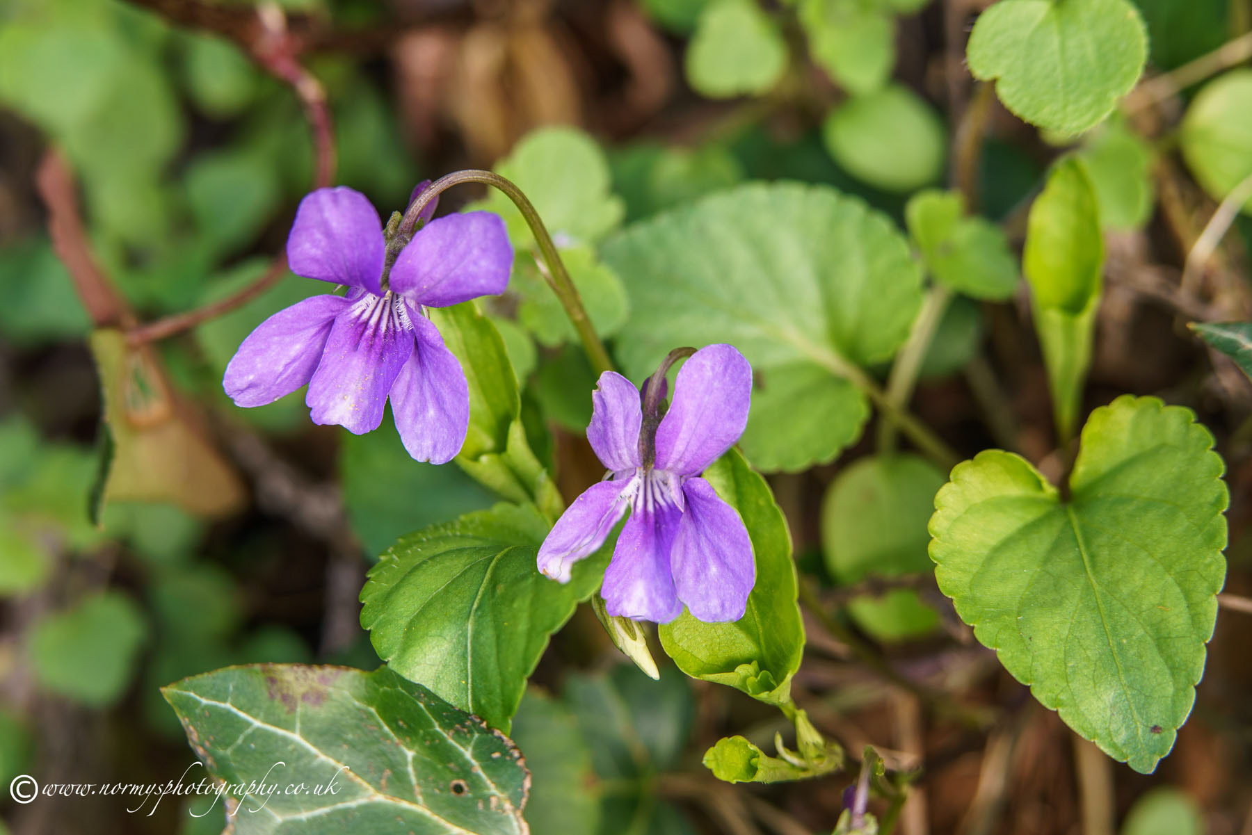 Early Dog-violet - Viola reichenbachiana