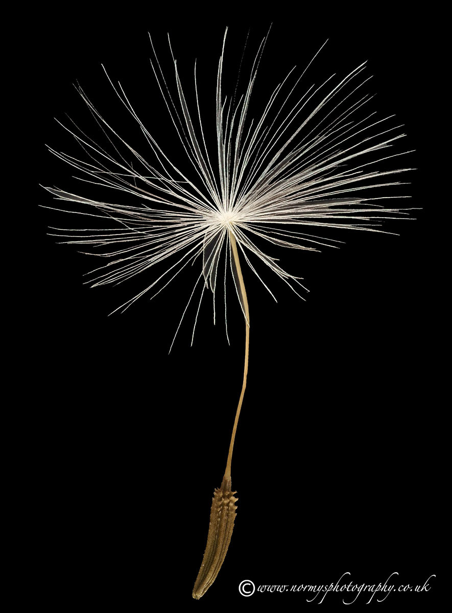 Dandelion seed