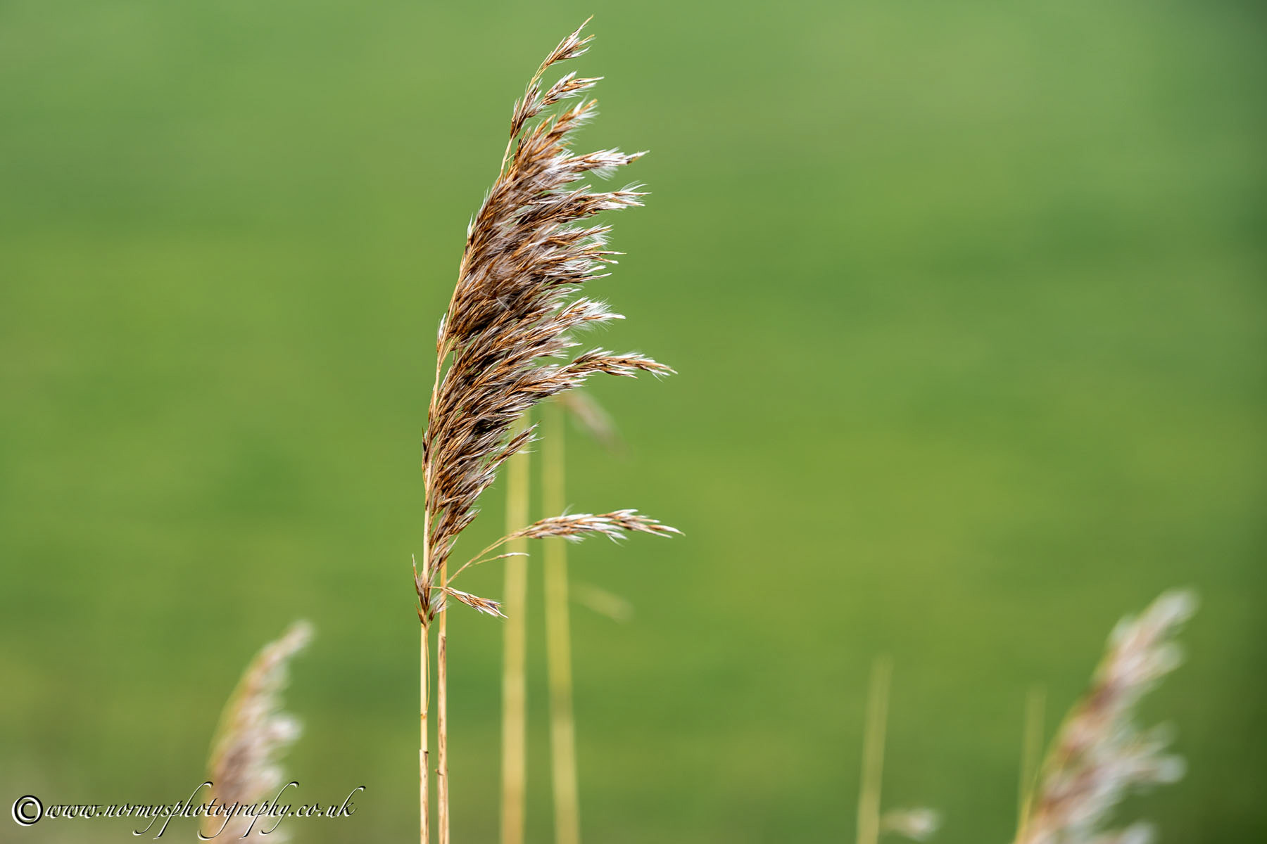 The answer my friend, is blowing in the wind