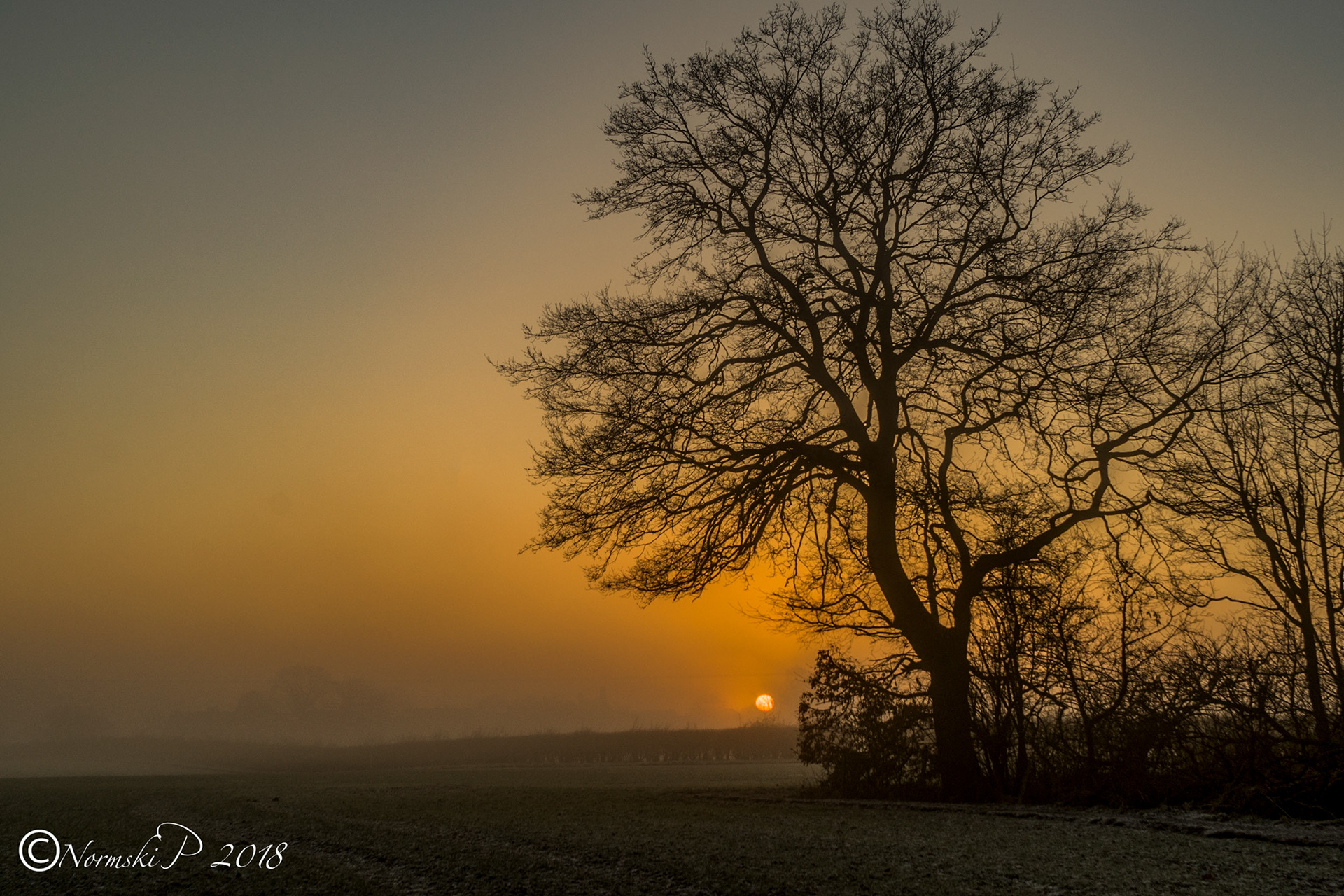 Tree at sunrise
