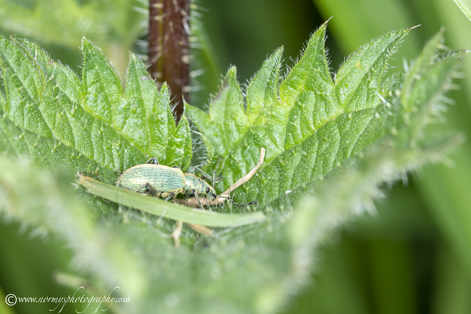 Nettle Weevil