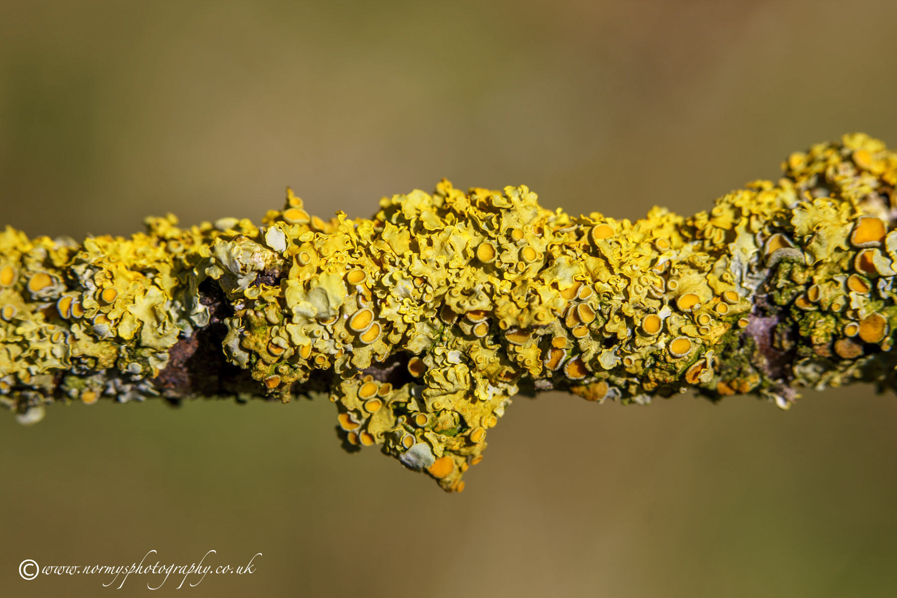 Xanthoria polycarpa