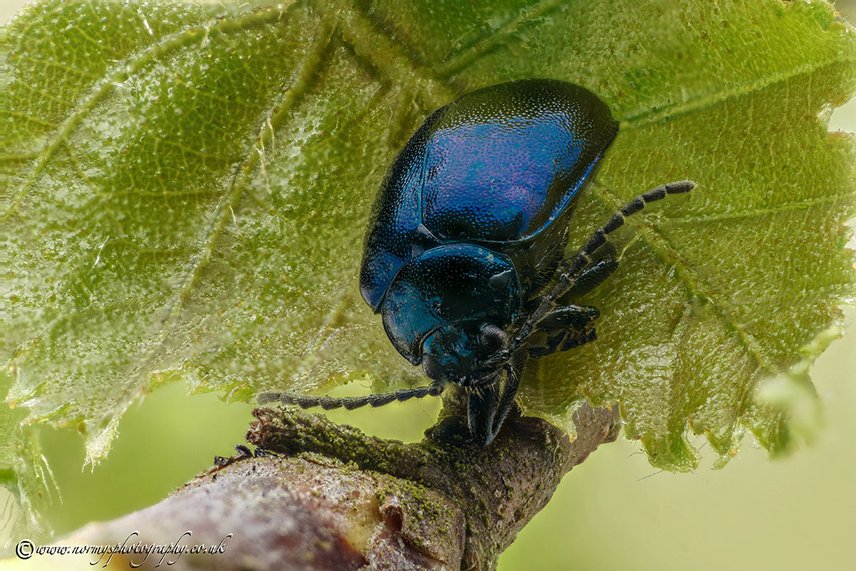 Alder Leaf Beetle